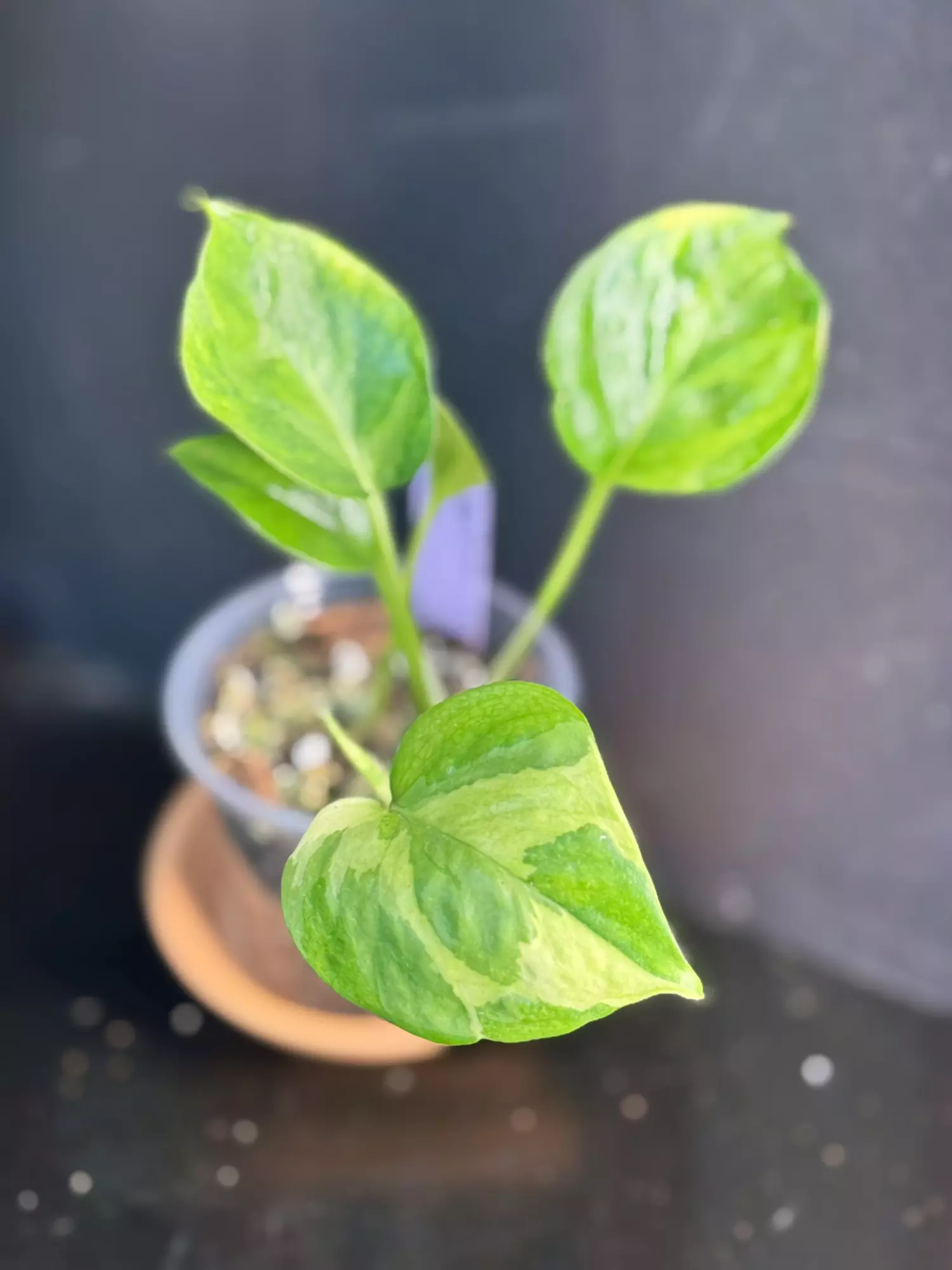 plant/GG pothos || P009-0