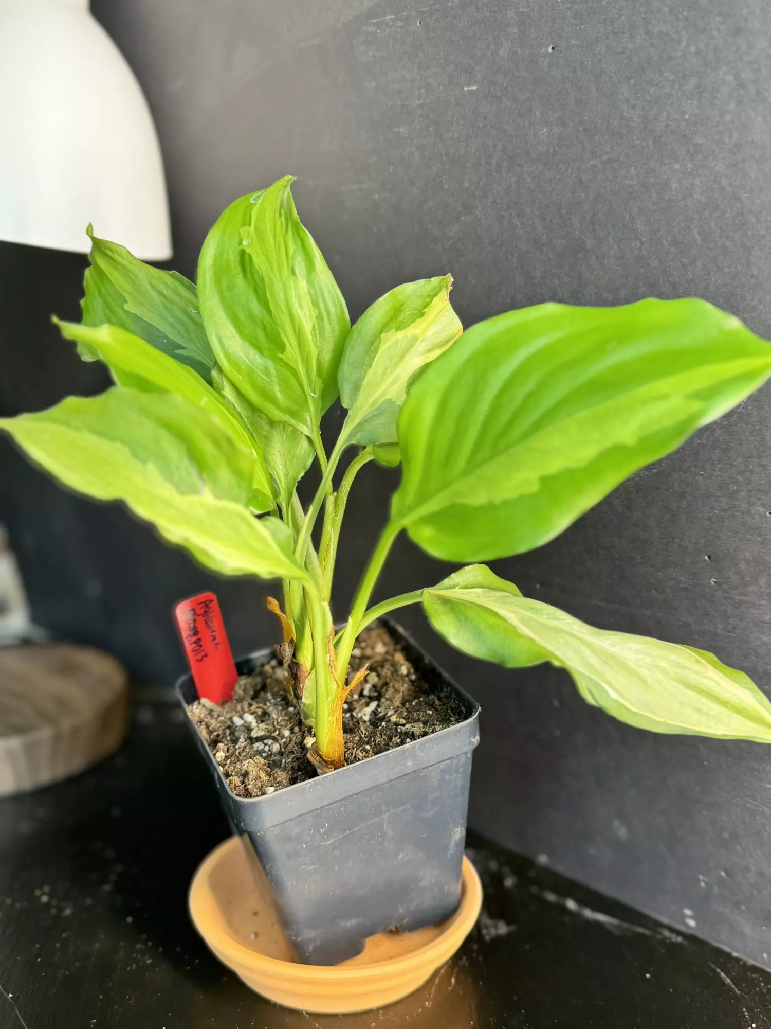 plant/Agleonema Spathonema || P013-0