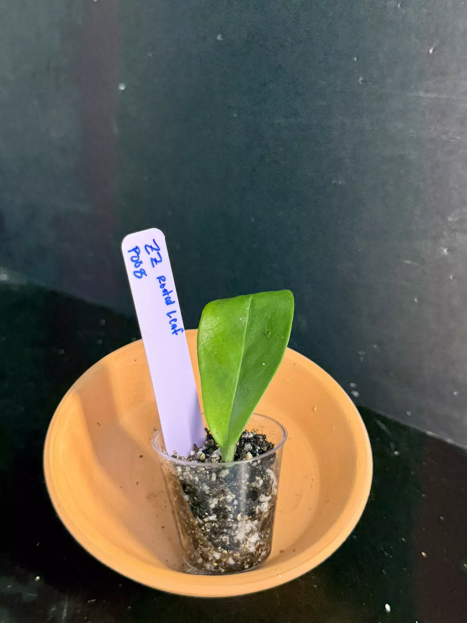 plant/Rooted ZZ leaf || P008-0