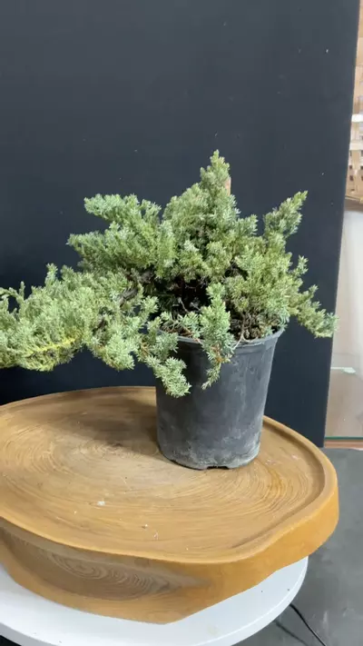 plant/Staked Procumbens nana Junipers (grower’s choice)-1-thumbnail