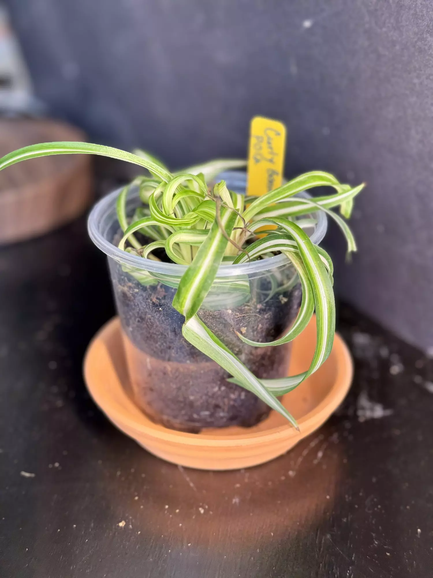 plant/Curly Spider ‘Bonnie’ || P012-0