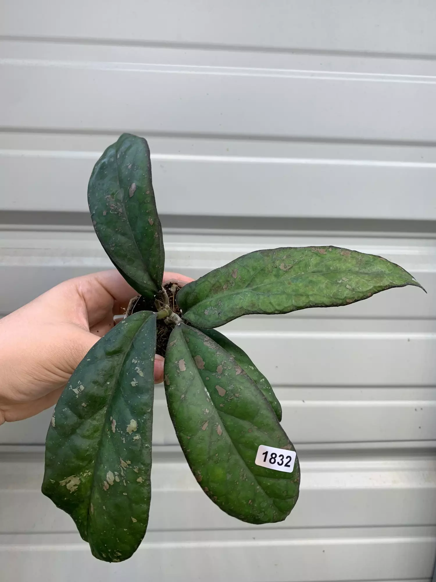 plant/1832 leoensis splash-0