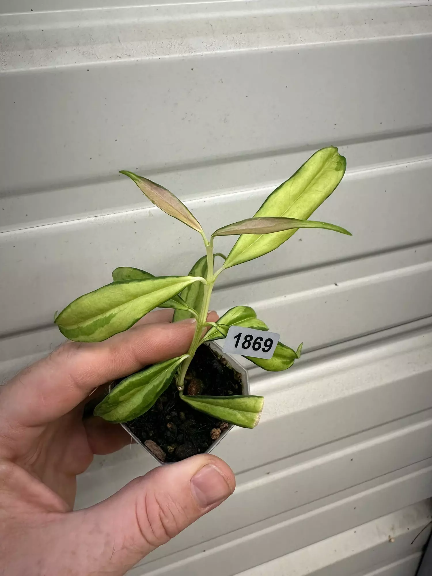 plant/1869 Yingjangensis-0