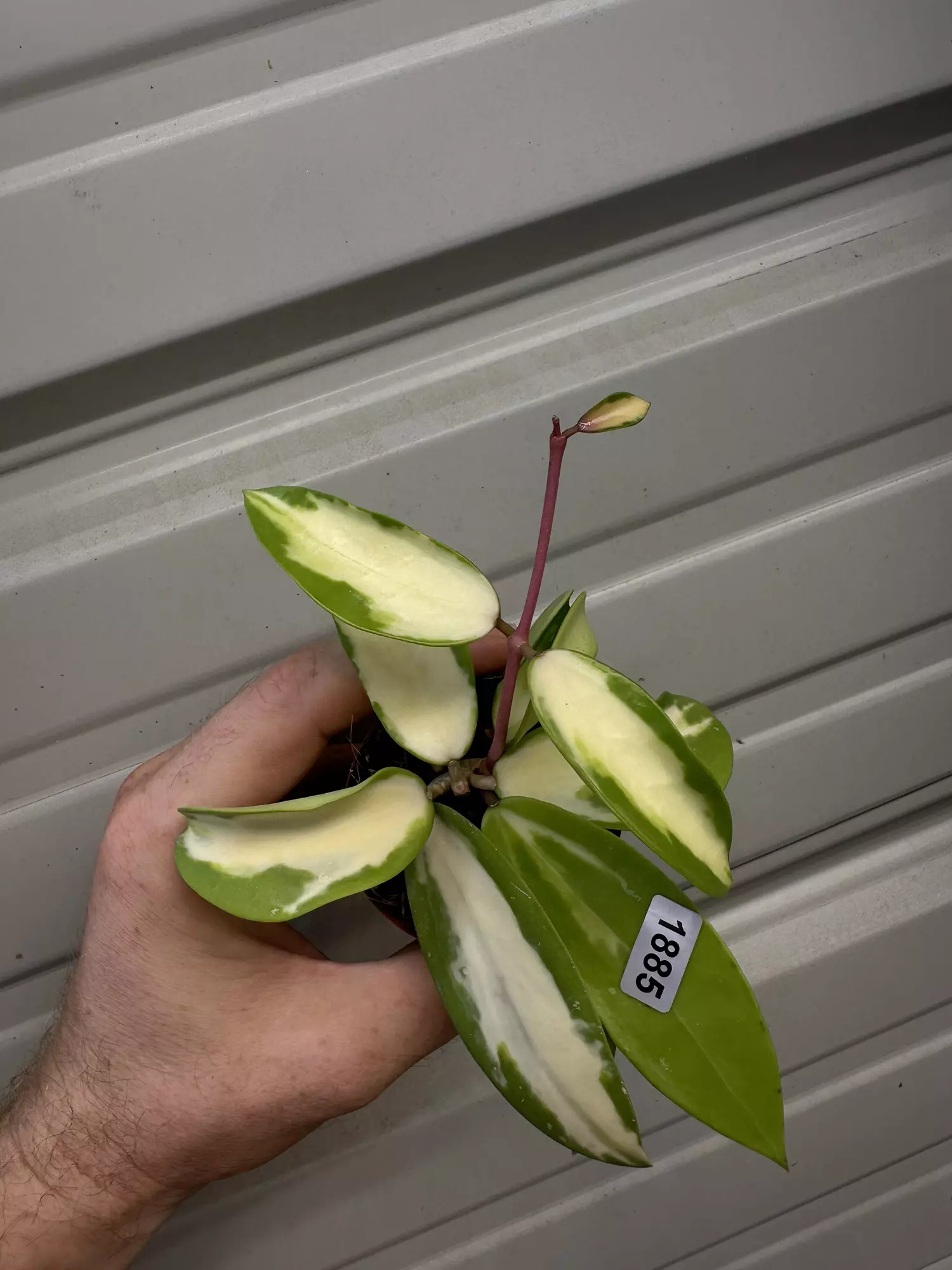 plant/1885 Acuta var-0