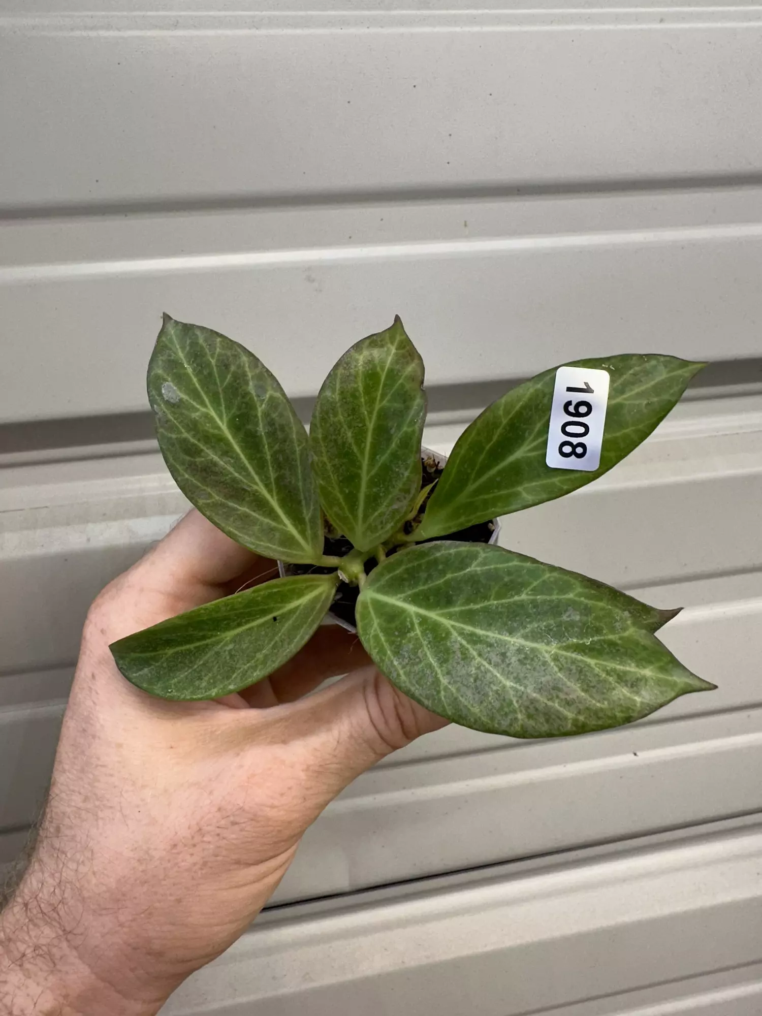 plant/1908 obscura silver with growth-0