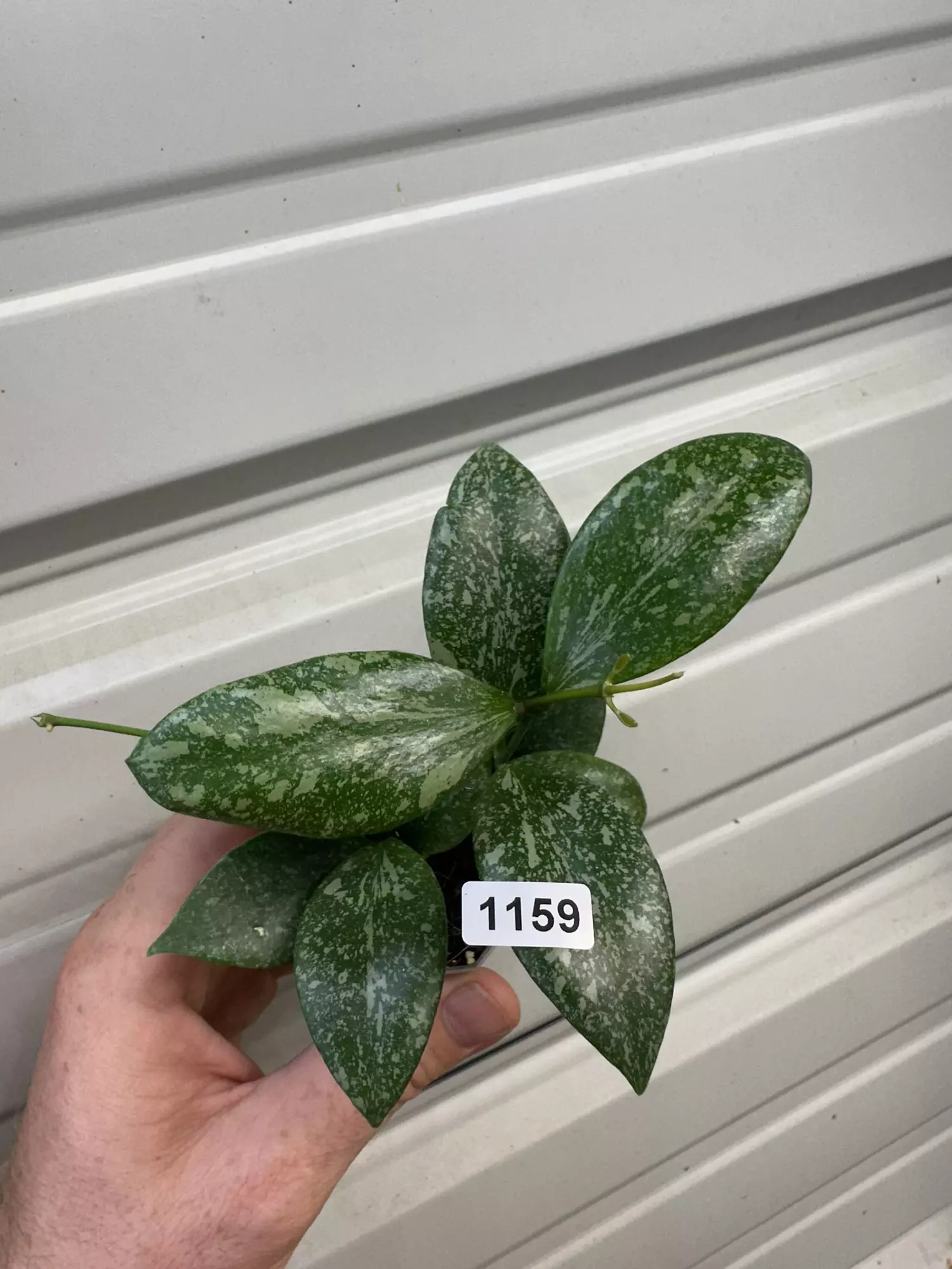 plant/1159 memoria x unknown-0
