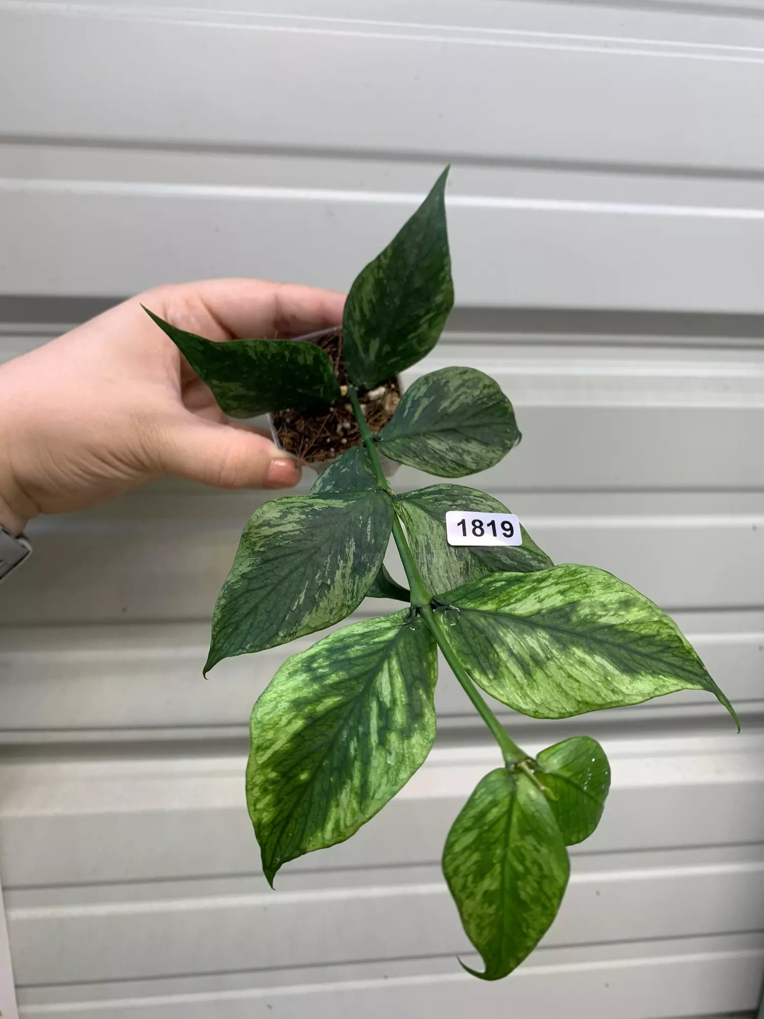 plant/1819 Polyneura broget-0