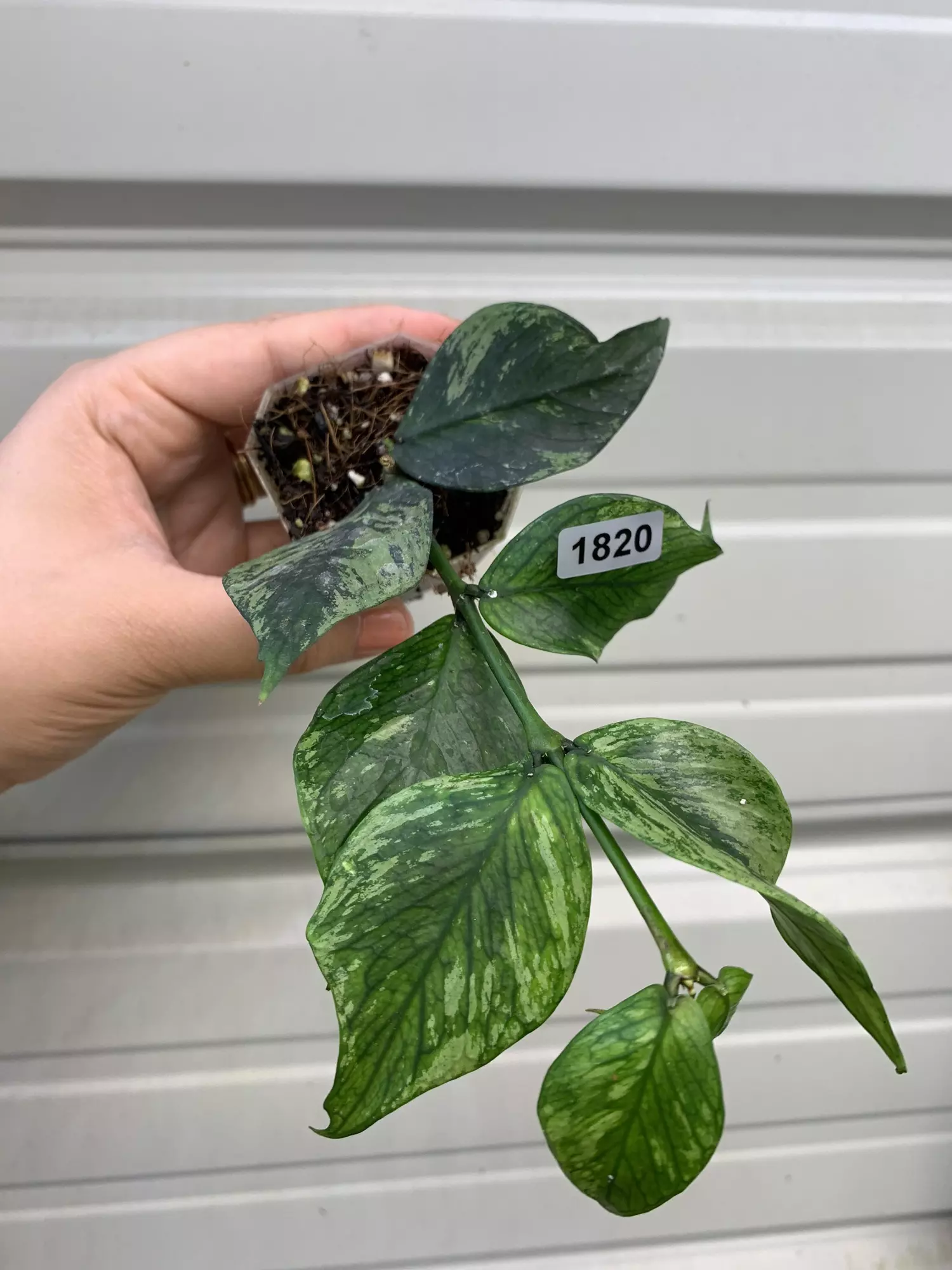 plant/1820 Polyneura broget-0