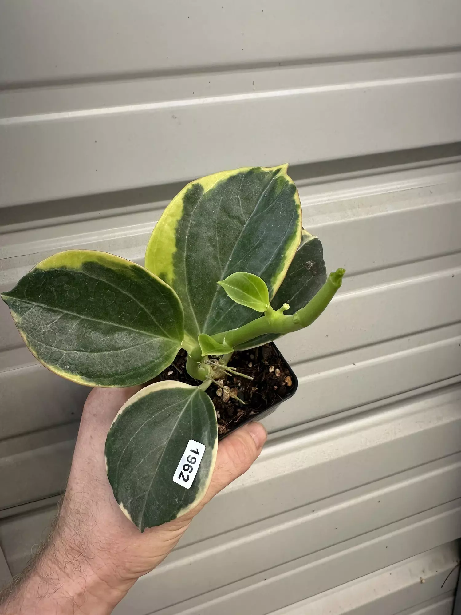 plant/1962 pachyclada albo large / round leaf-0