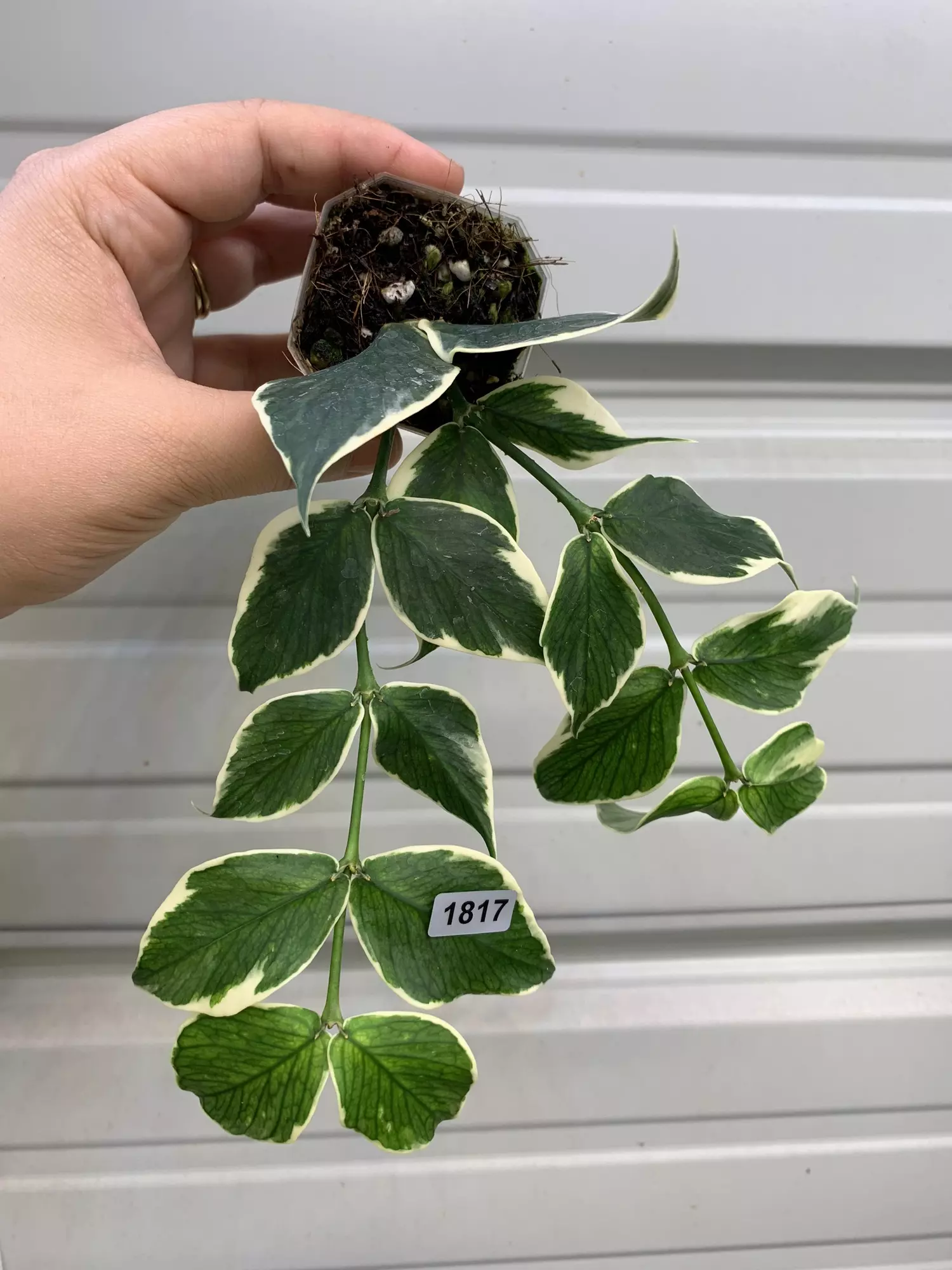 plant/1817 Polyneura albo-0
