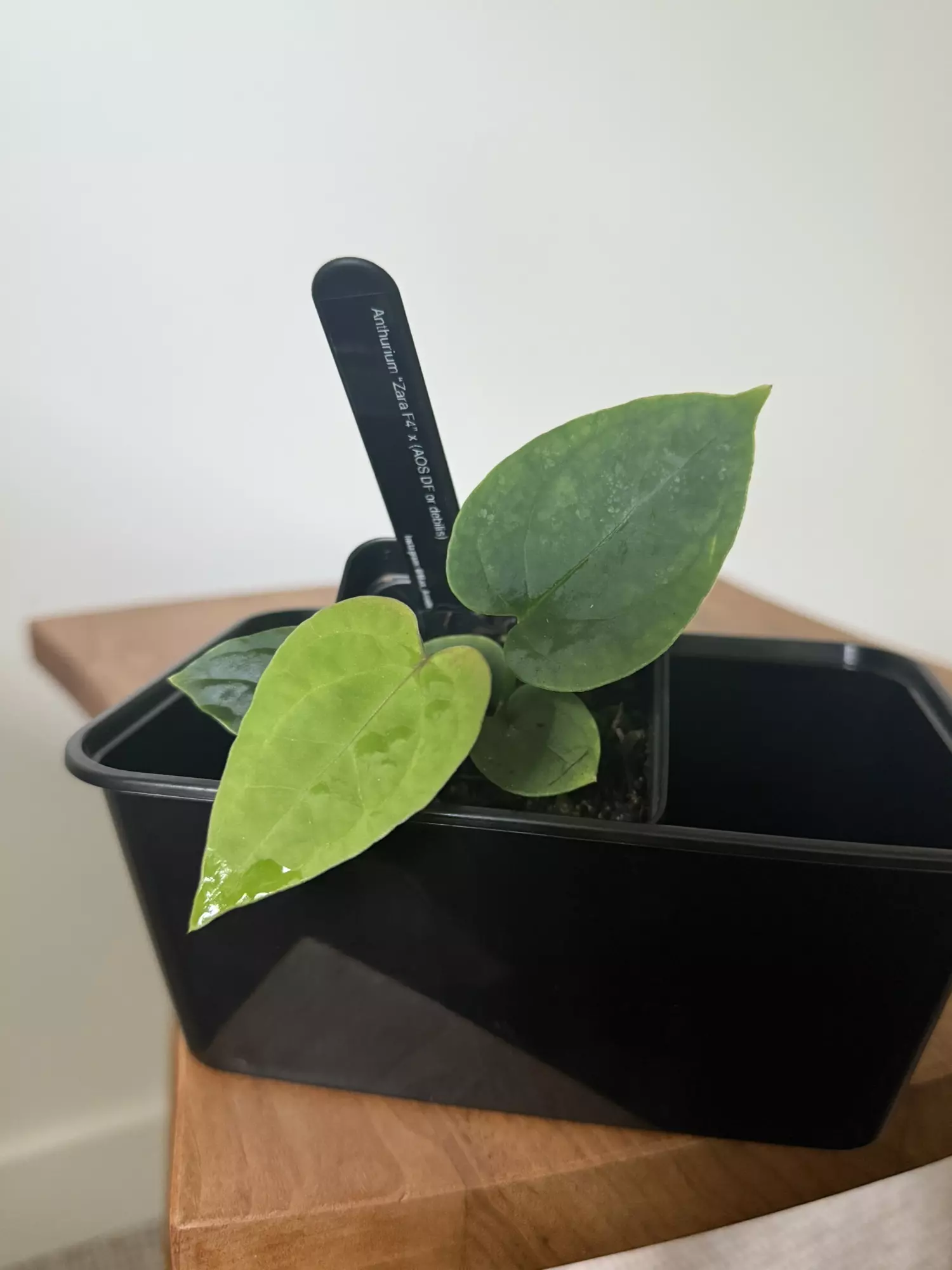 plant/Anthurium “Zara” F4 x (AOS DF or debilis)-0
