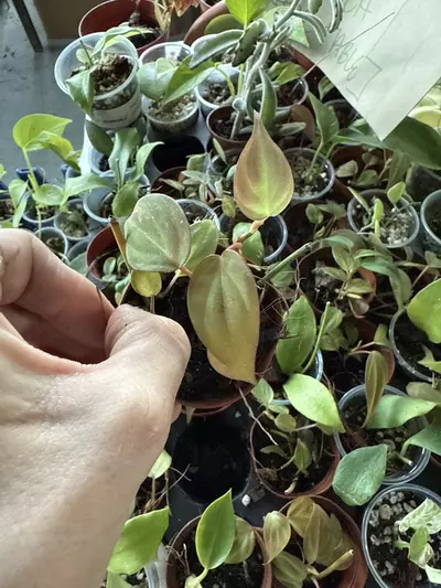 plant/Micans 2”-0-thumbnail