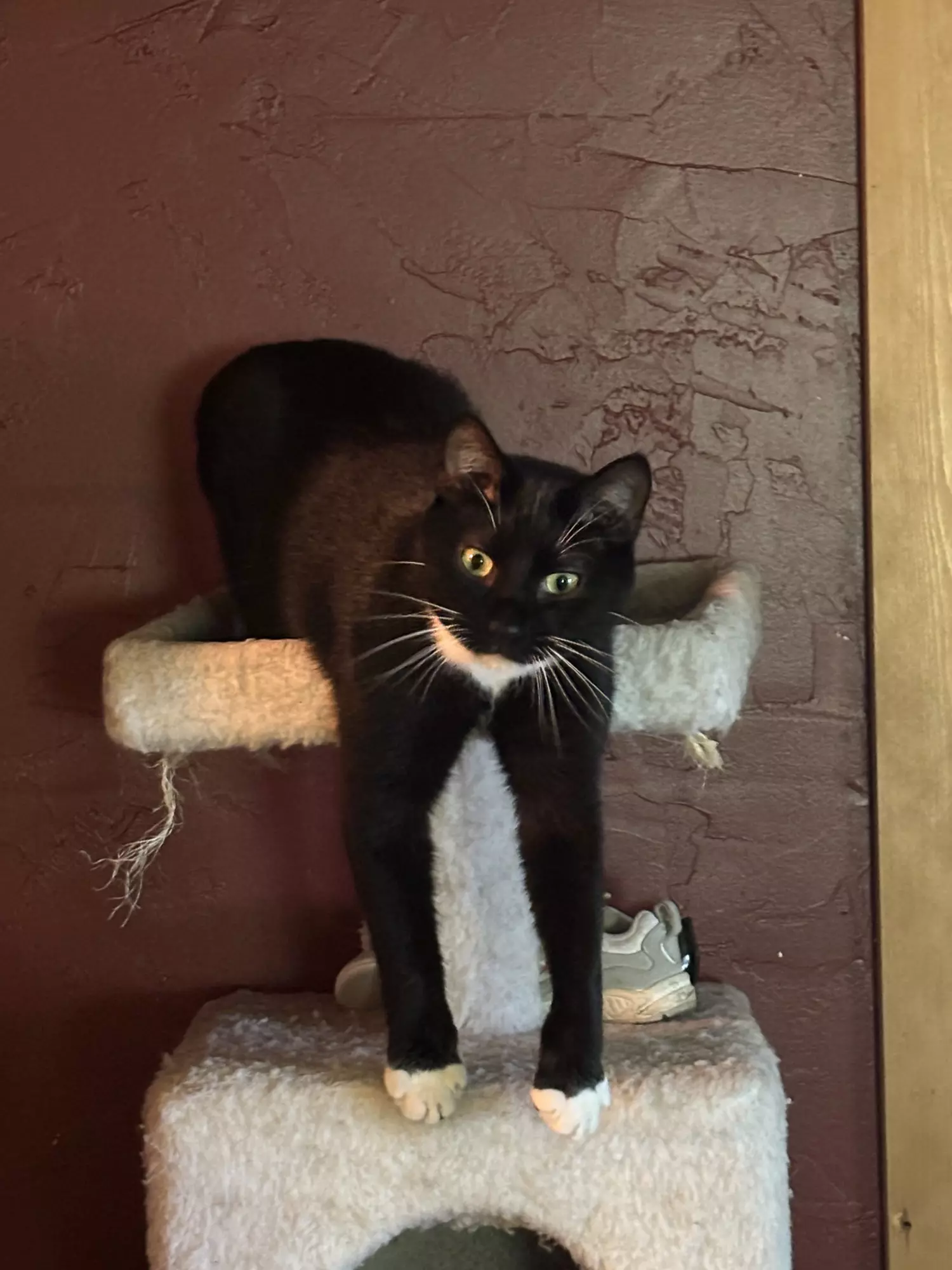 plant/UPS 2 day air UPGRADE-0