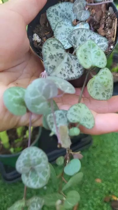 plant/2.5" Strings of hearts -0-thumbnail