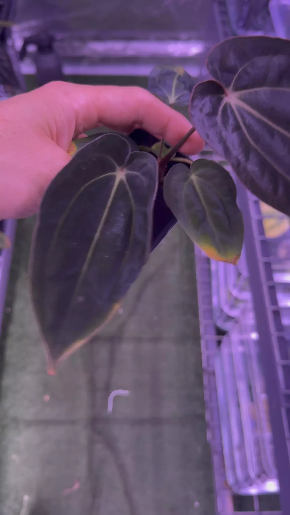 plant/Antolakii dark star x gph001-1
