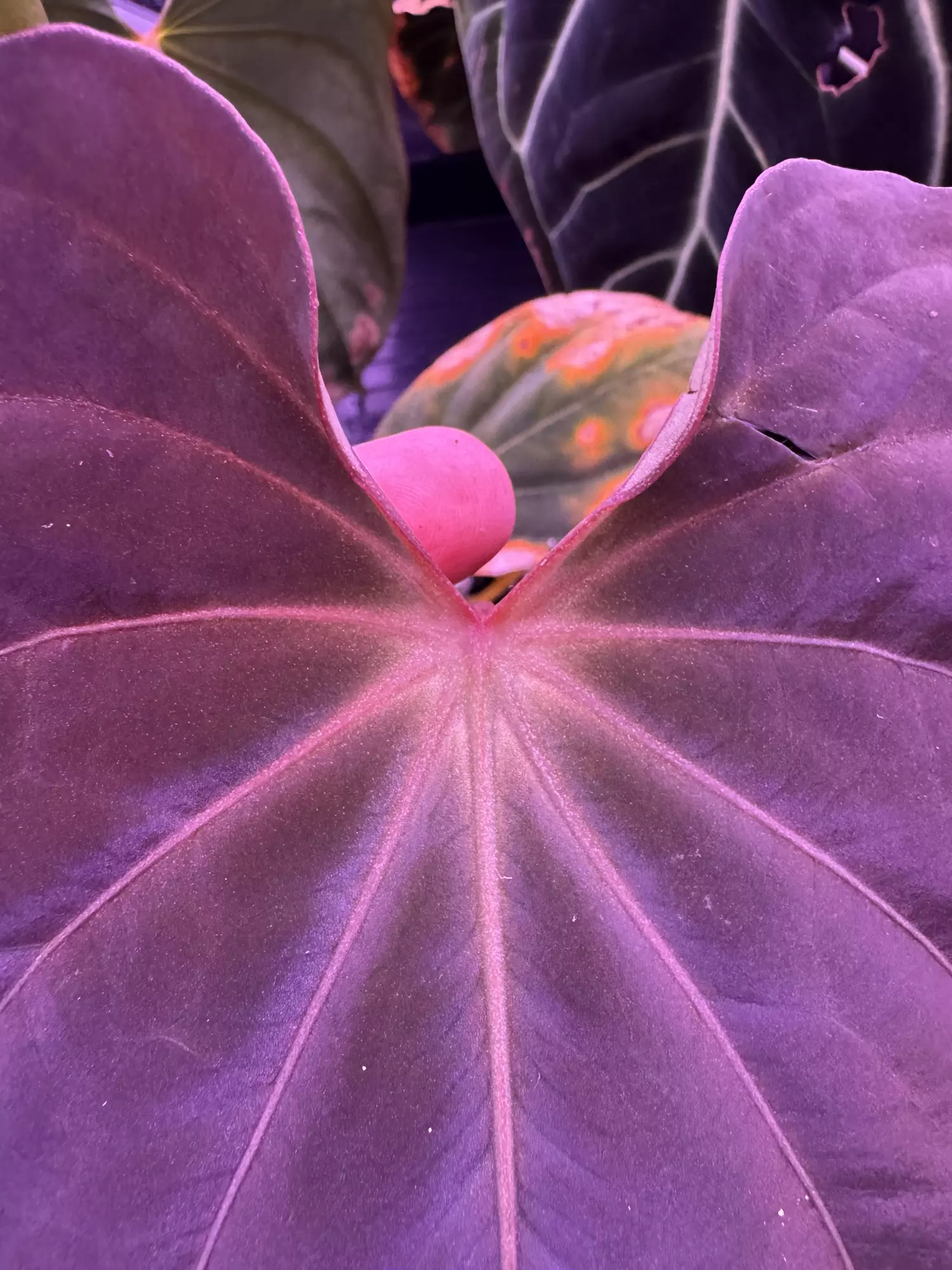 plant/Antolakii RF1 x Dark Star hold back-4