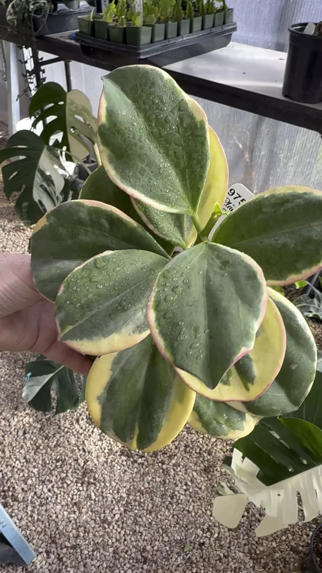 plant/PL9750: Pachyclada Albomarginata-0