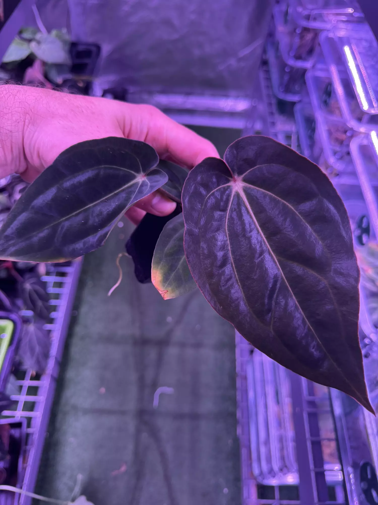 plant/Antolakii dark star x gph001-0