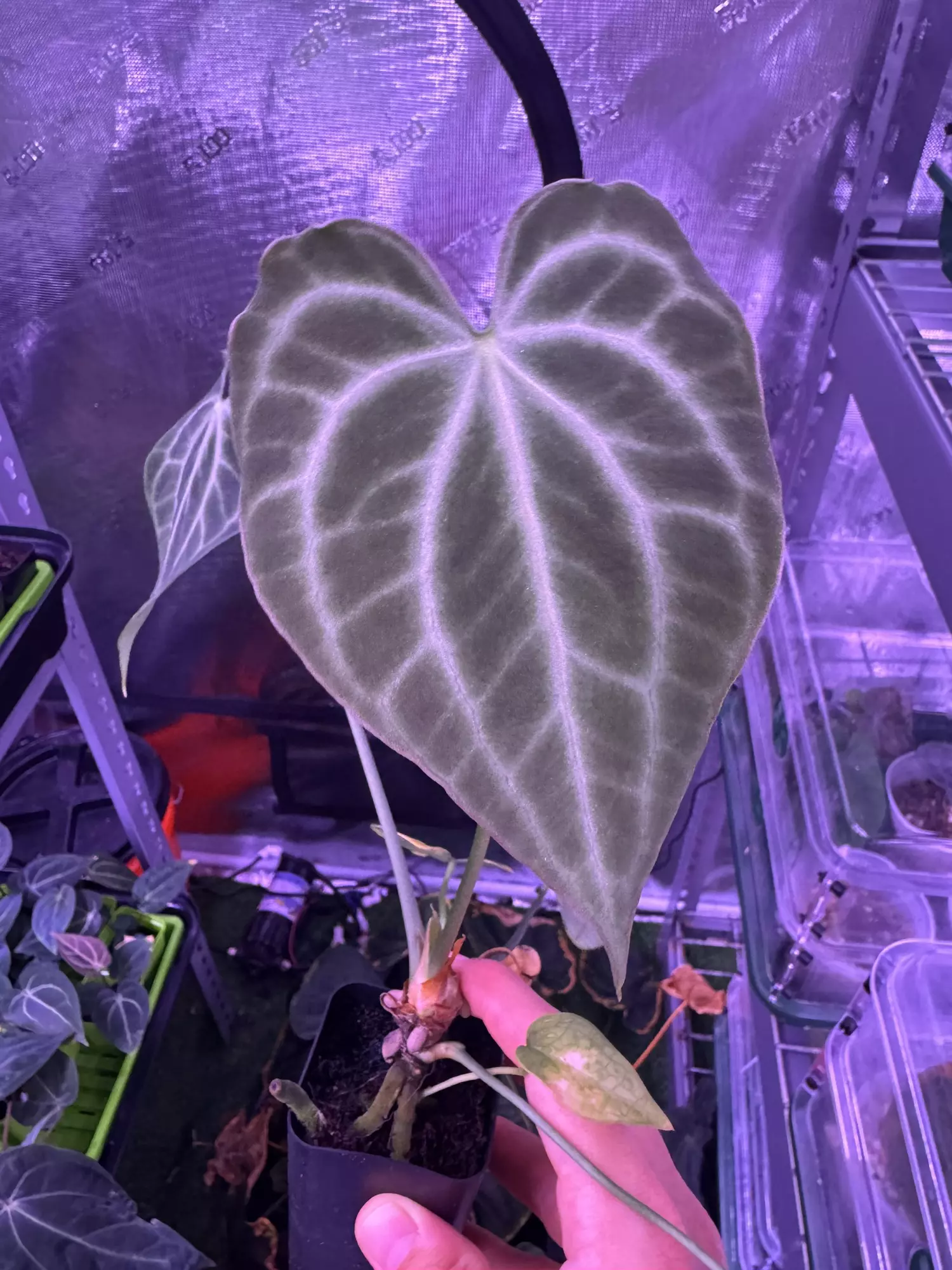 plant/King of clari x self-0