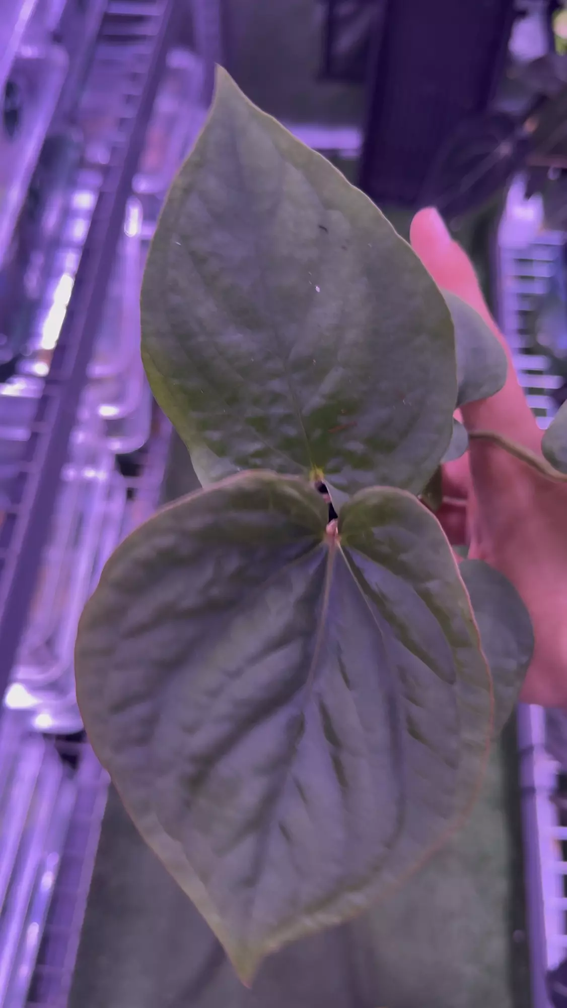 plant/Kuna PM5 x PM3-1