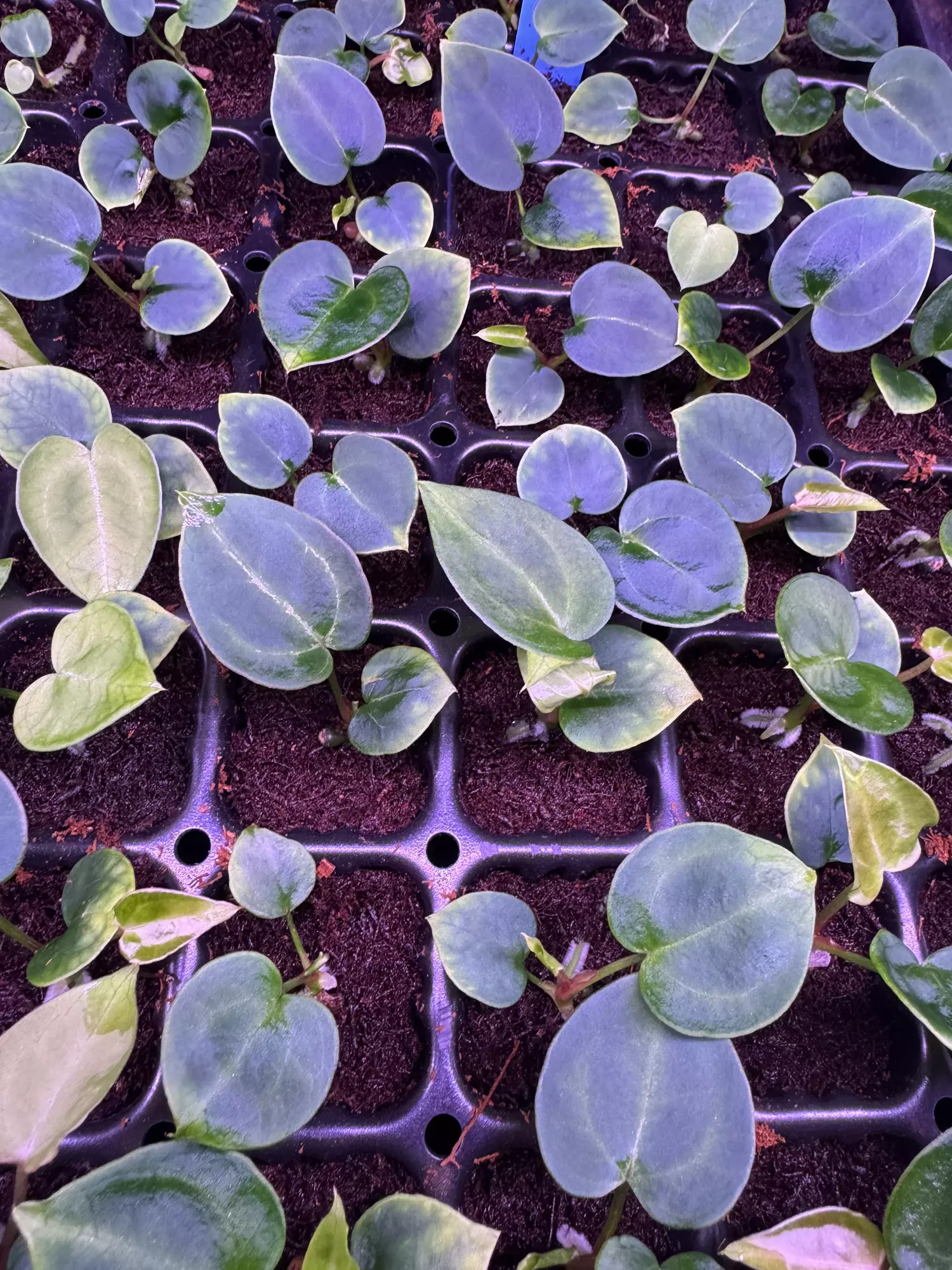 plant/Chocolate crystal x TA Stripey-0