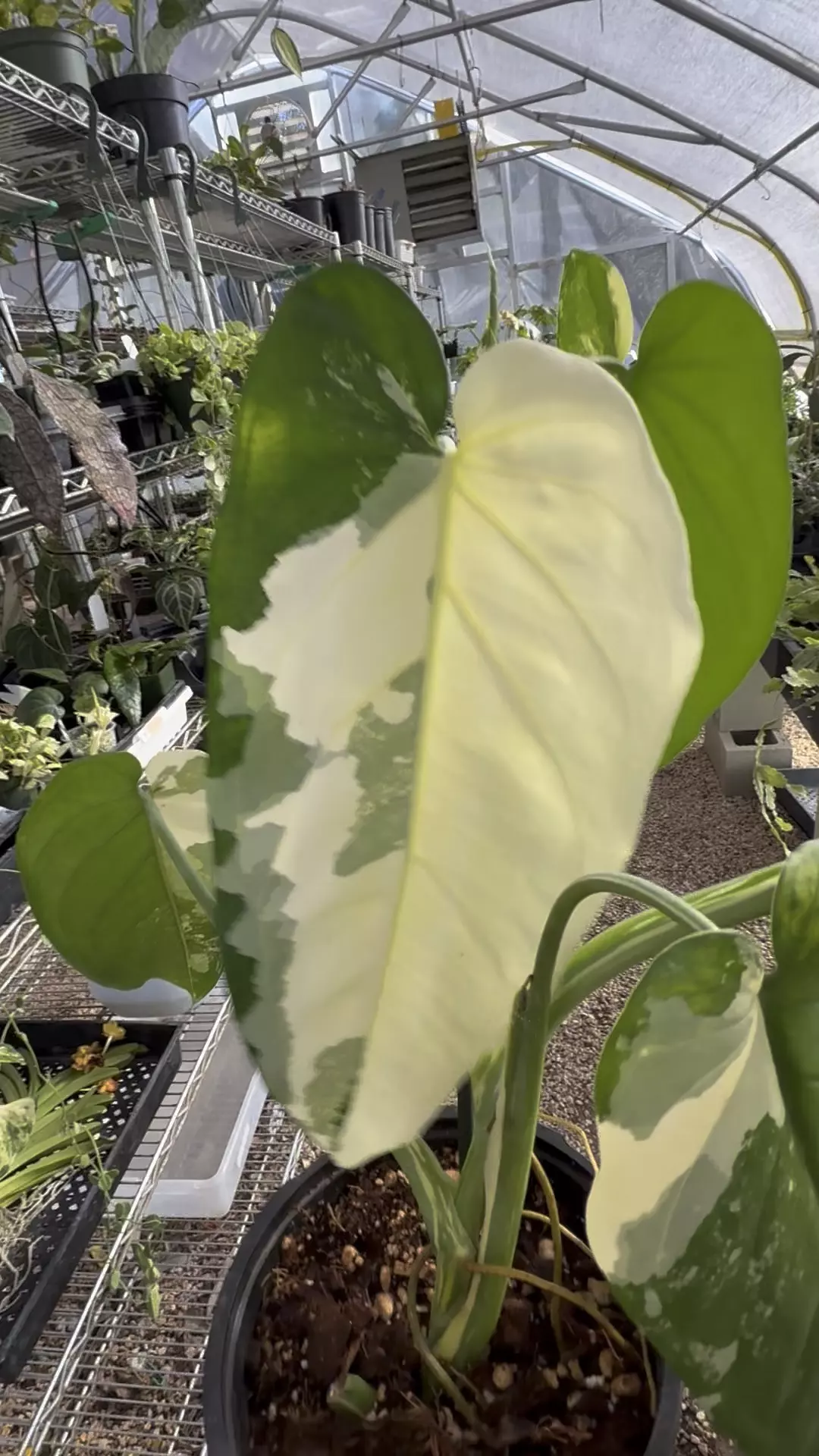 plant/PL9773: Variegated Syngonium Chiapense-0