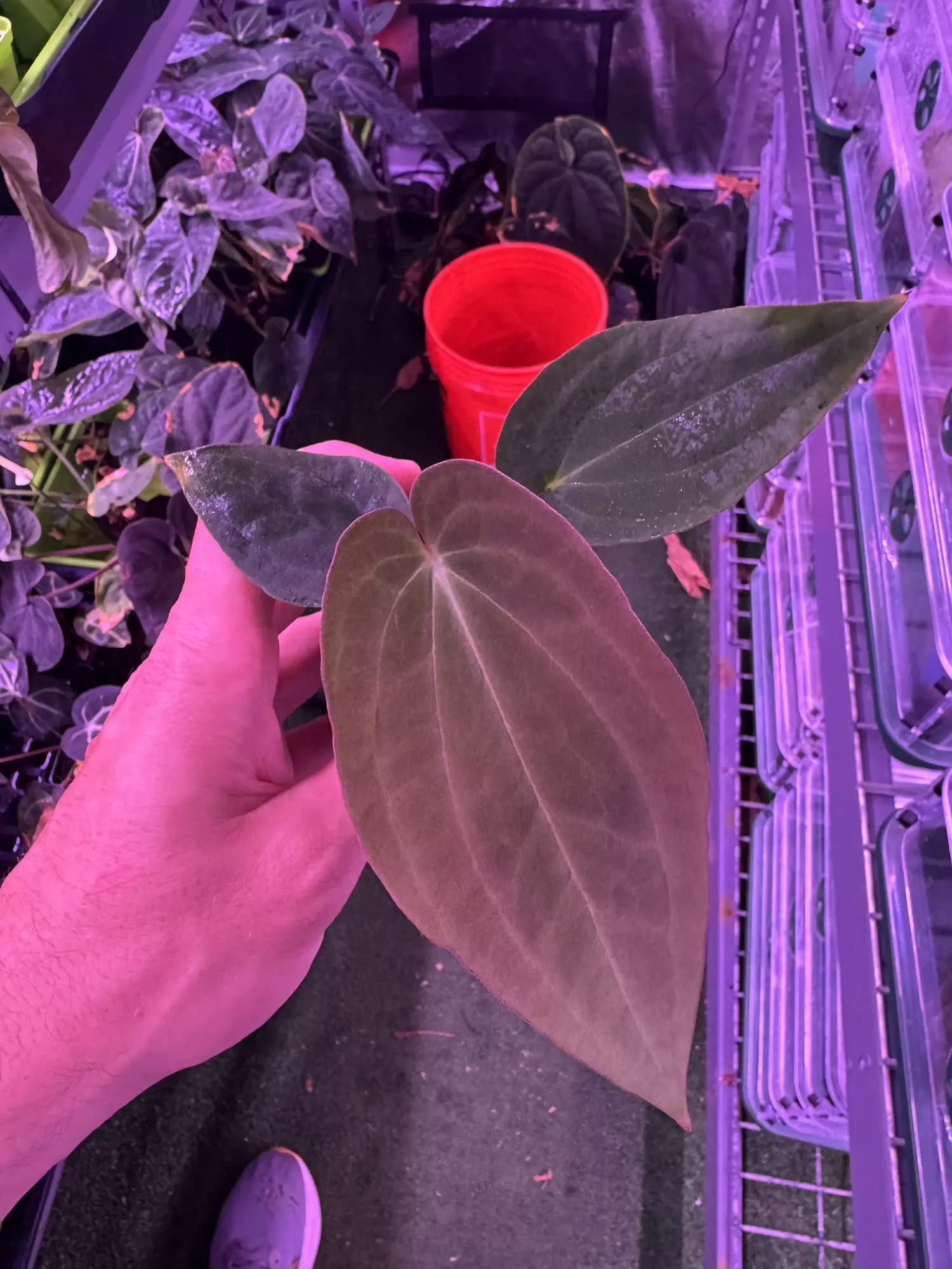 plant/Antolakii RA1 x Dark Star-0