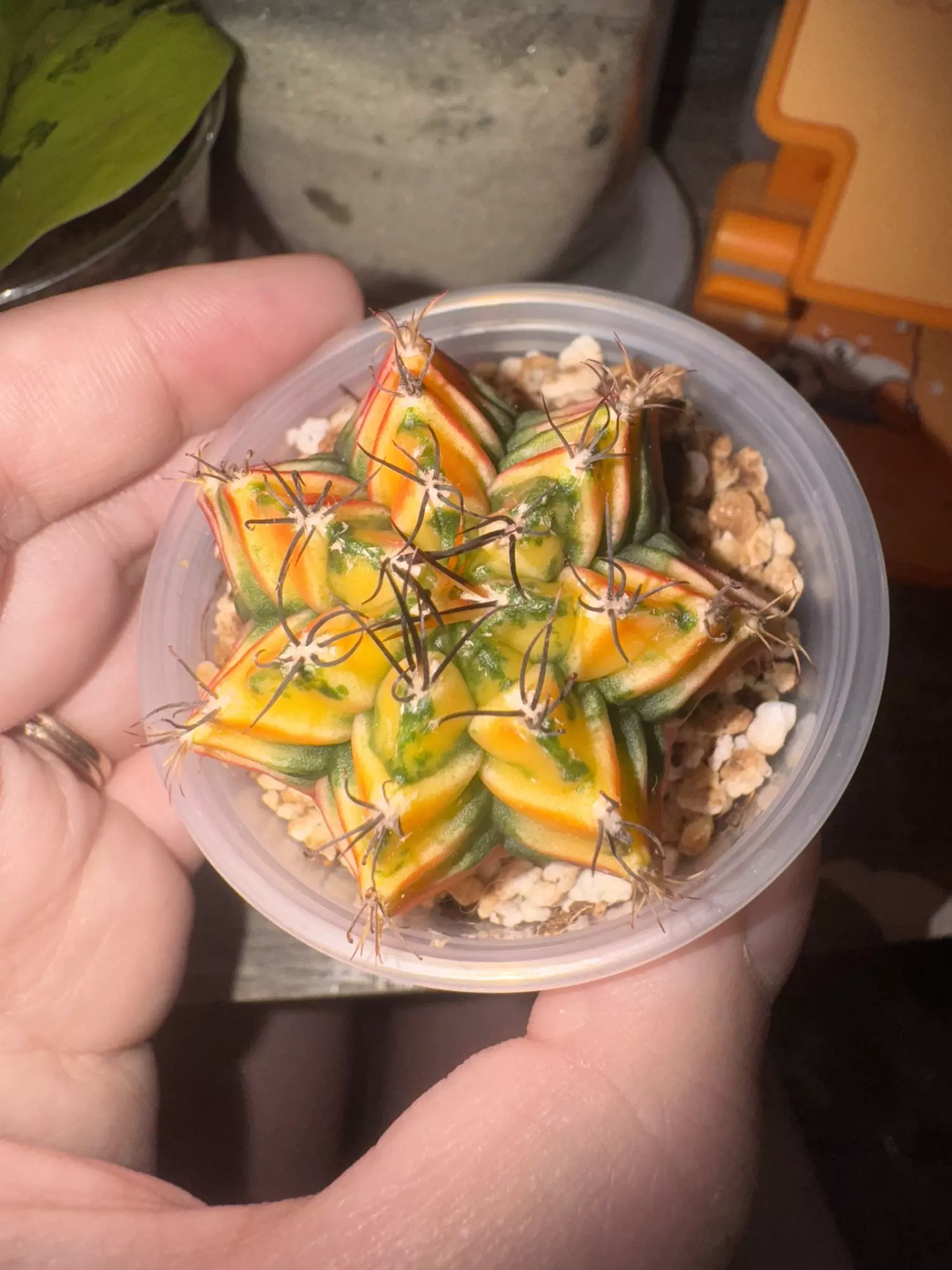 plant/Gymno-0