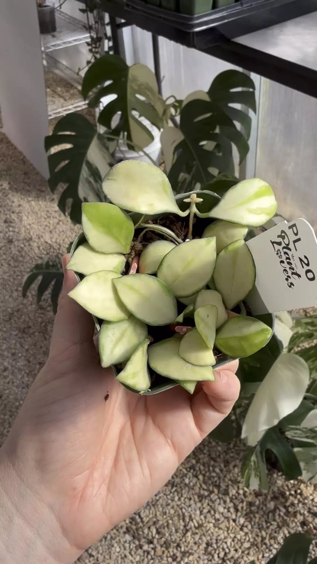 plant/PL20: 2 inch Inner Variegated Heuschkeliana-0