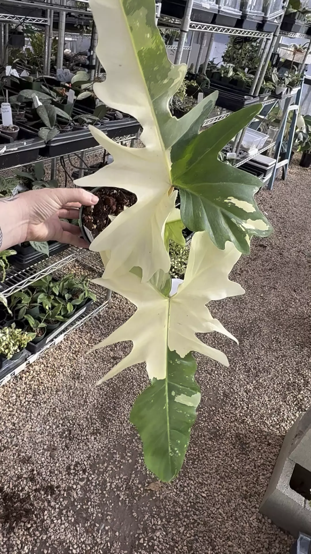 plant/PL9795: Variegated Golden Dragon PRESALE ships 9/22-0