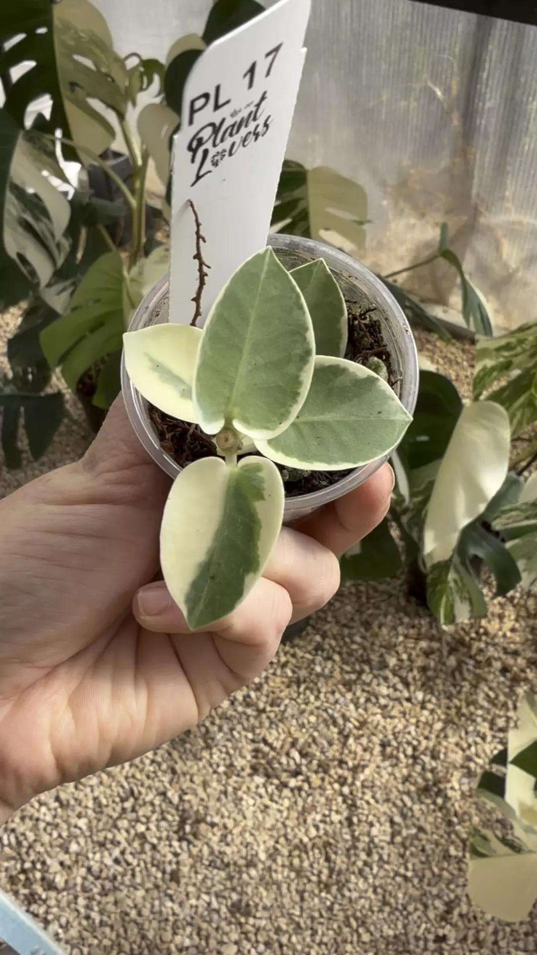 plant/PL17: 1 inch Cummingiana Albo-0