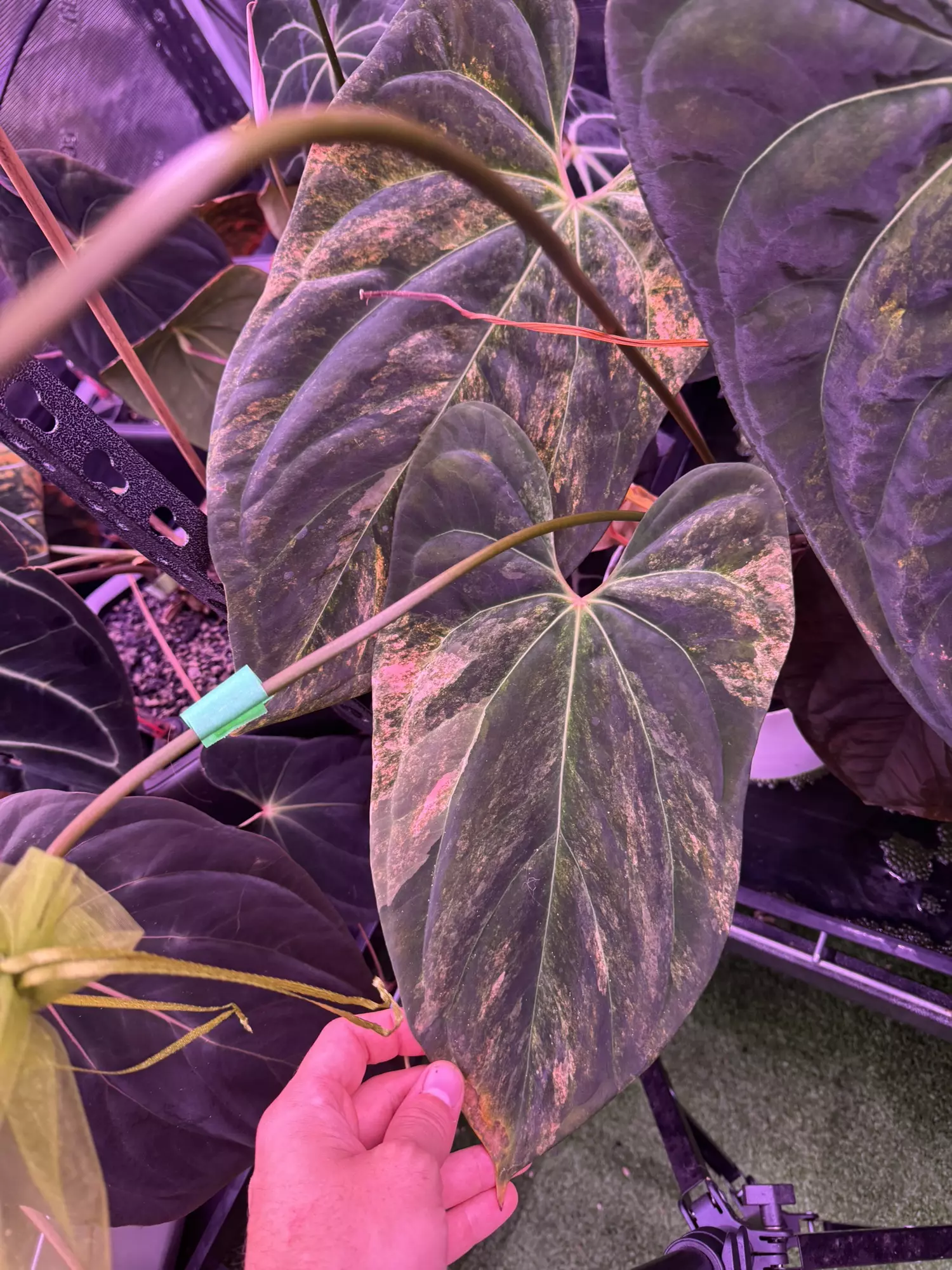 plant/Variegated papx x dorito #1-1