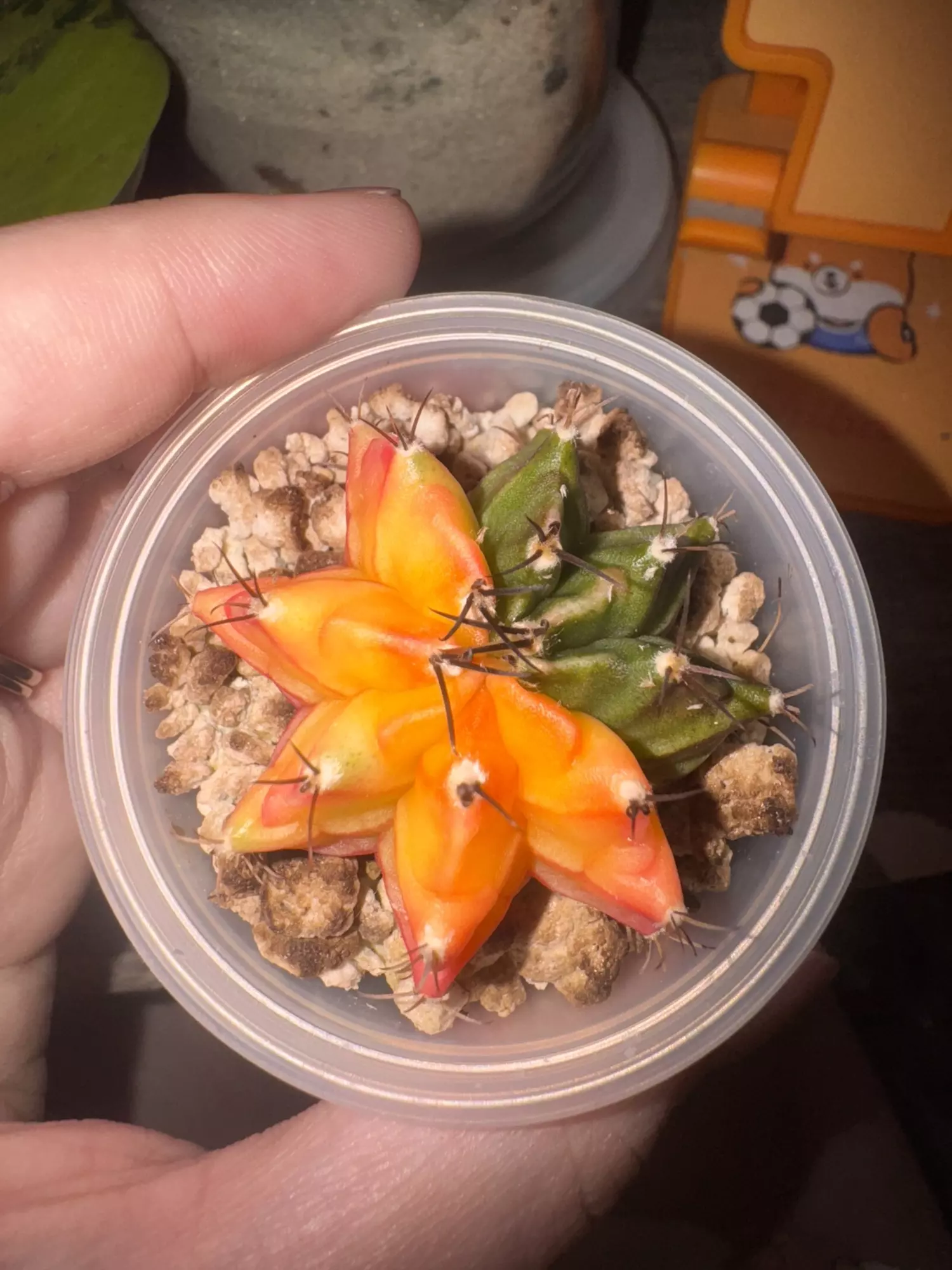 plant/Gymno-1