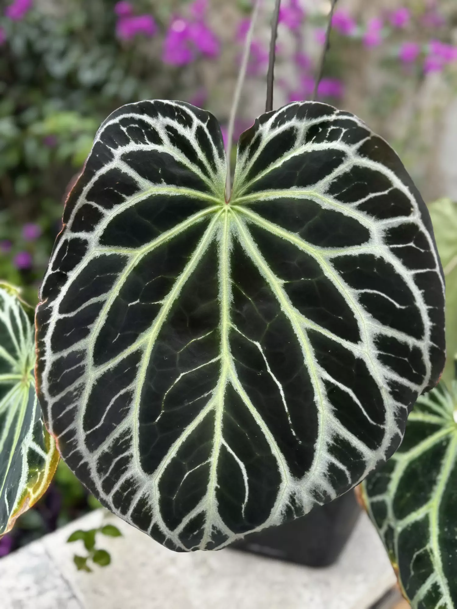 plant/Chocolate x Heinz germinated seed-1