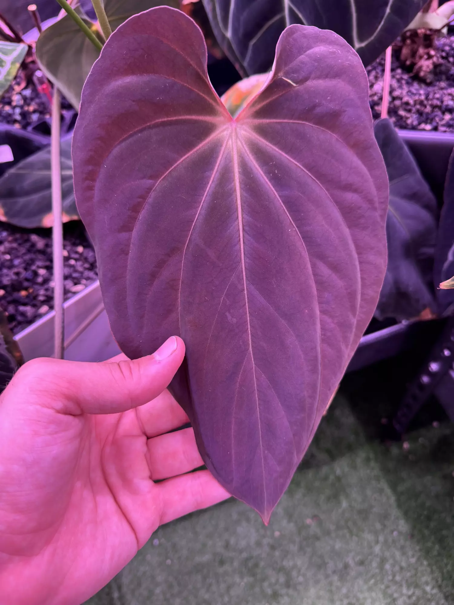 plant/Antolakii RF1 x Dark Star hold back-1