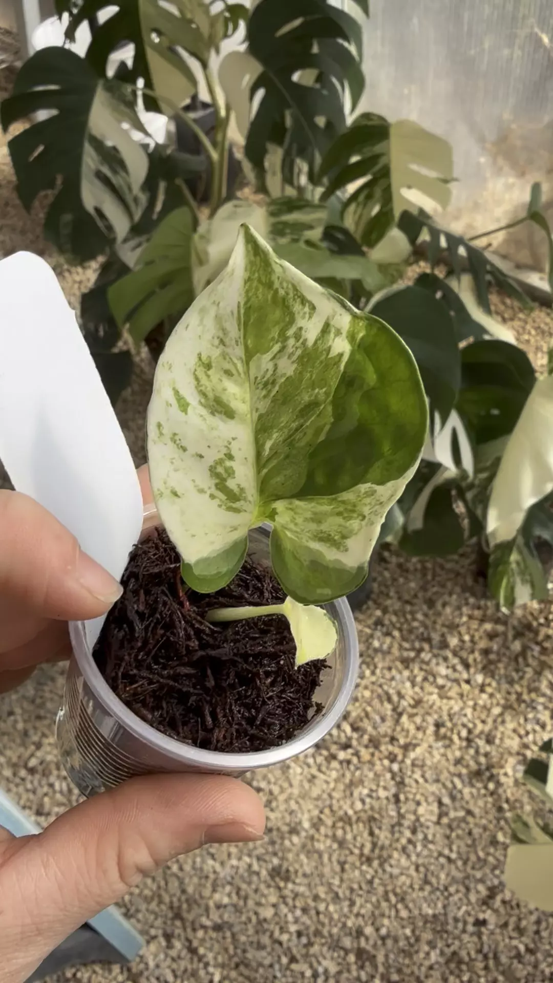 plant/PL7: Global Japan Pothos fully rooted cutting-0