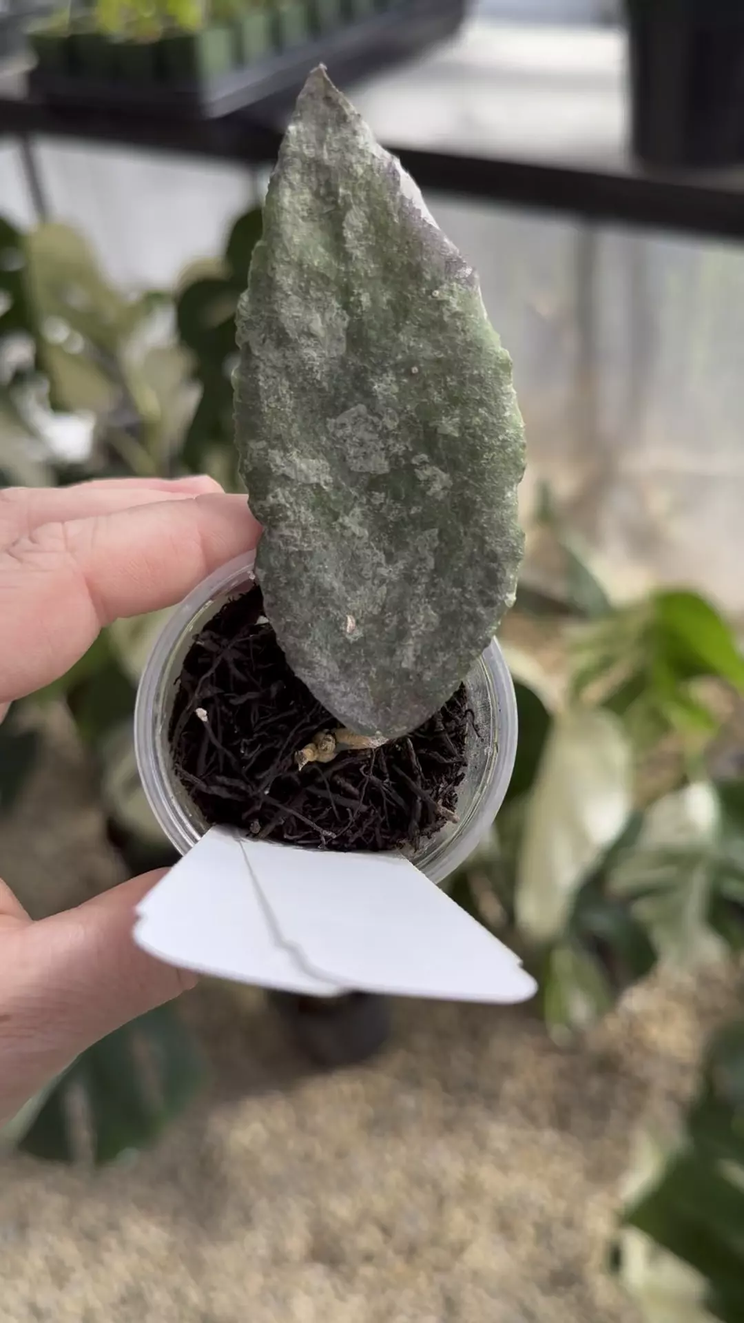 plant/PL13: 1 inch Caudata Gold-0