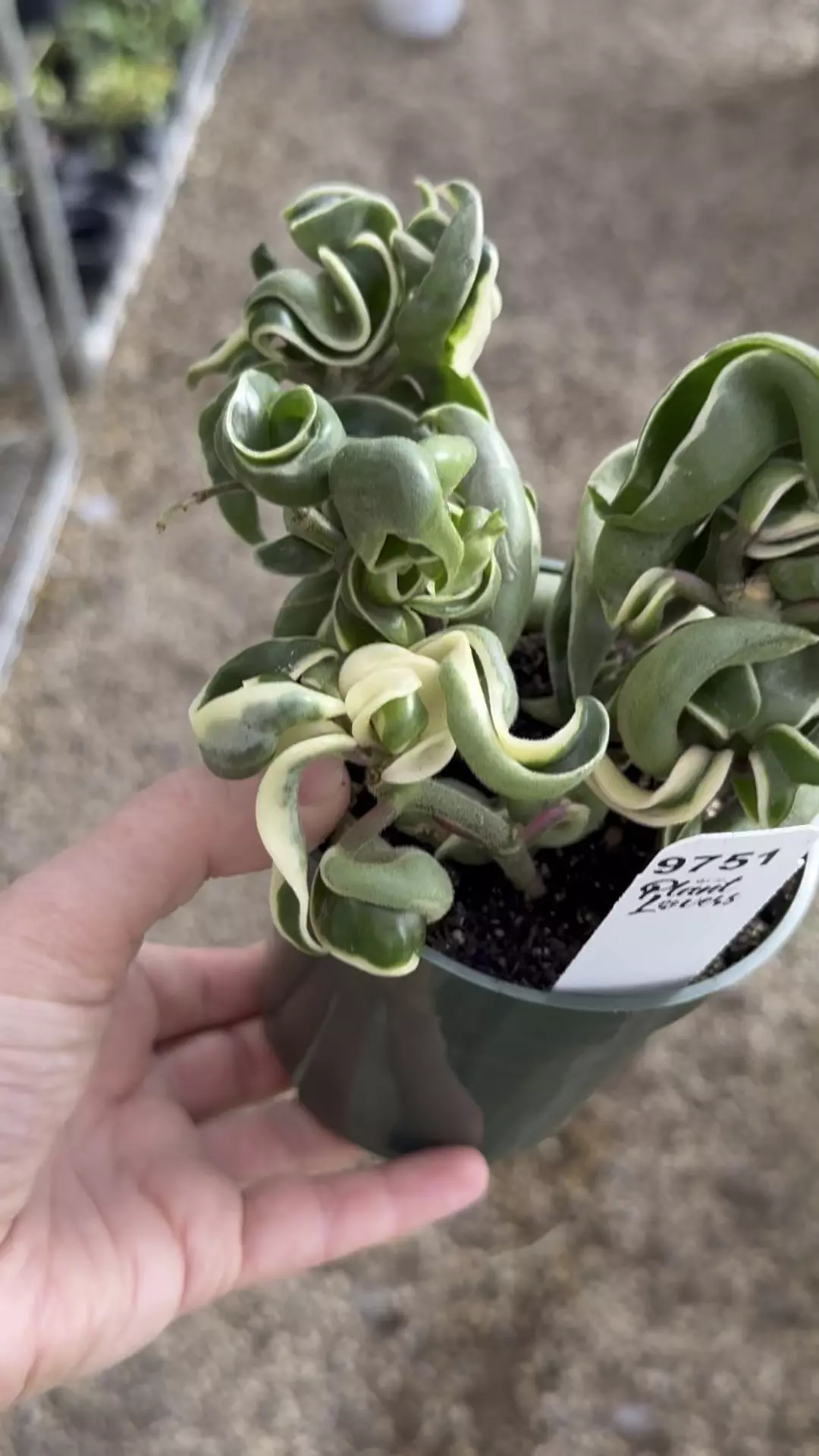 plant/PL9751: small three arm Variegated Rope-0