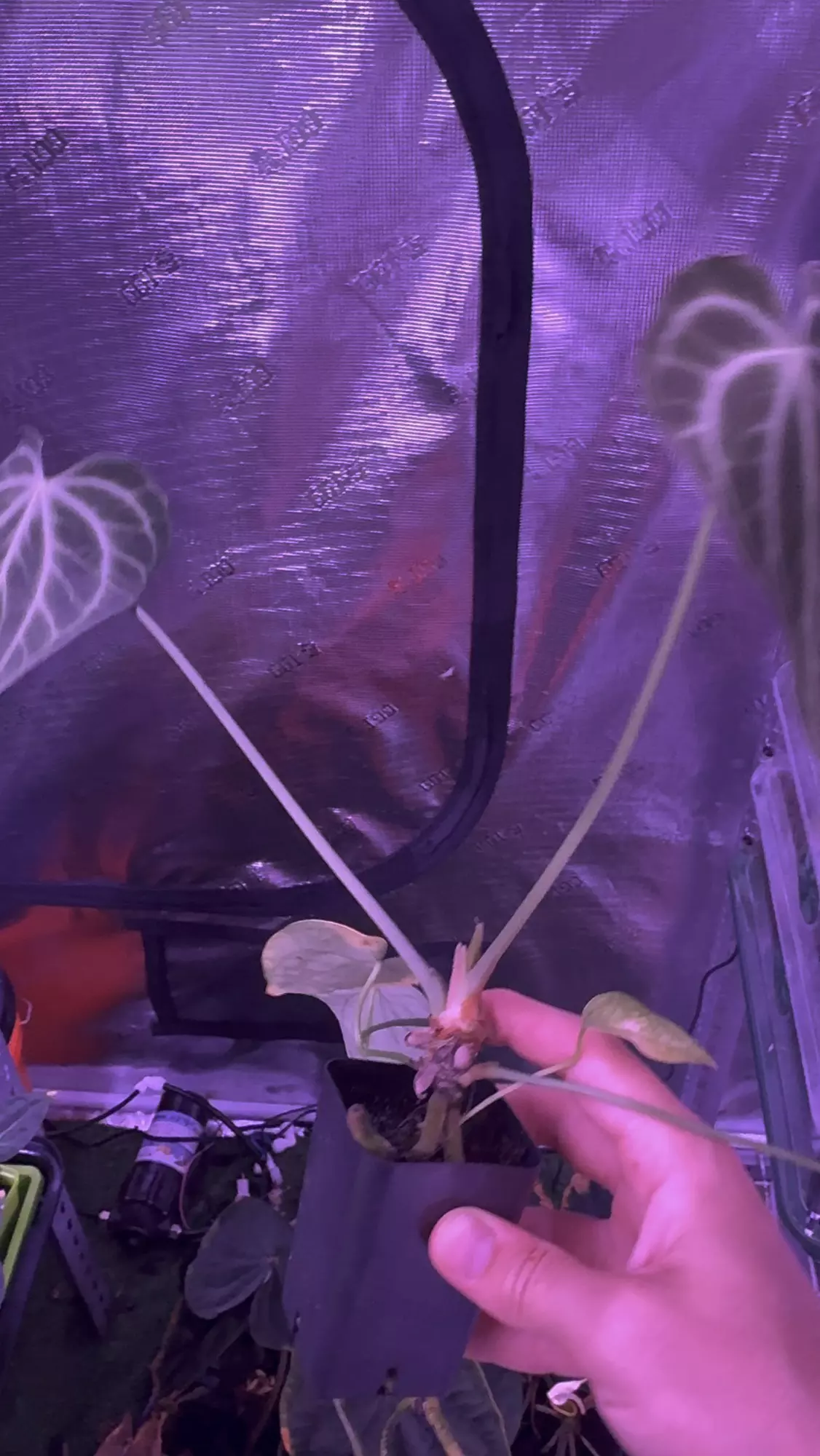 plant/King of clari x self-1