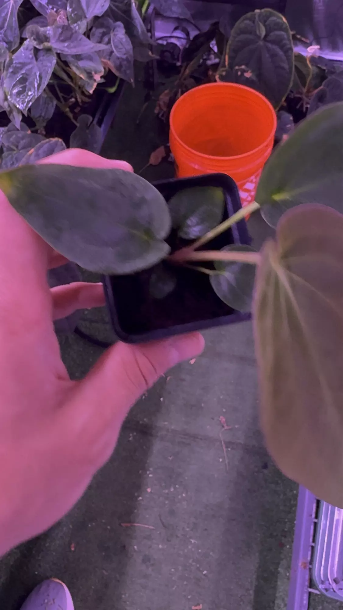 plant/Antolakii RA1 x Dark Star-1