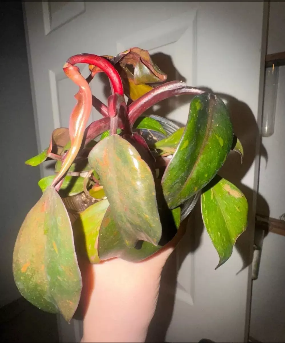 plant/Orange princess with multiple babies-0