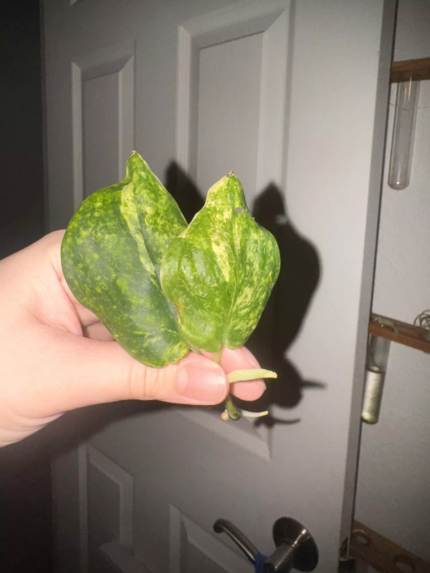 plant/Jade Mint-0