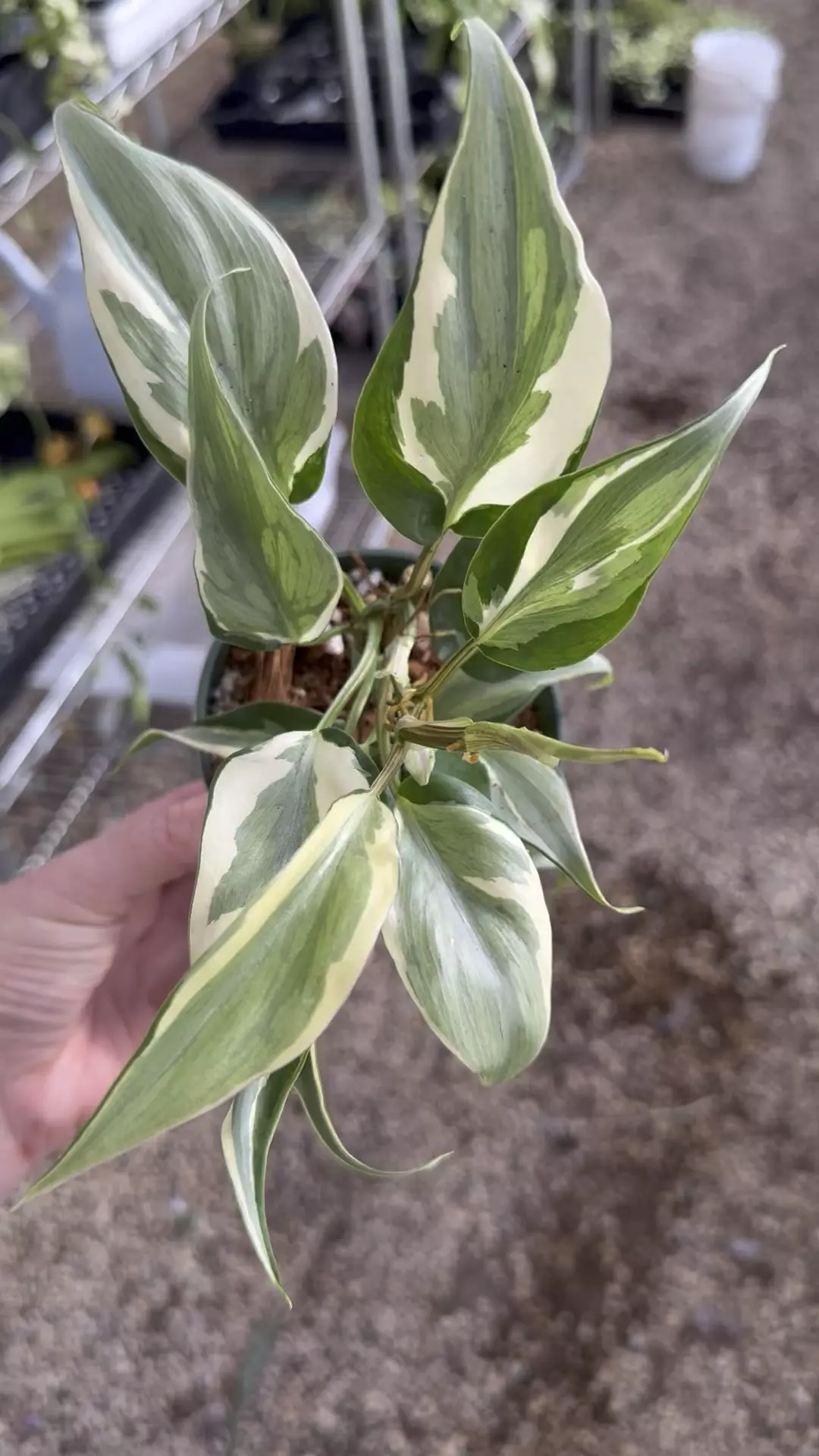 plant/PL1: Philodendron Rio-0