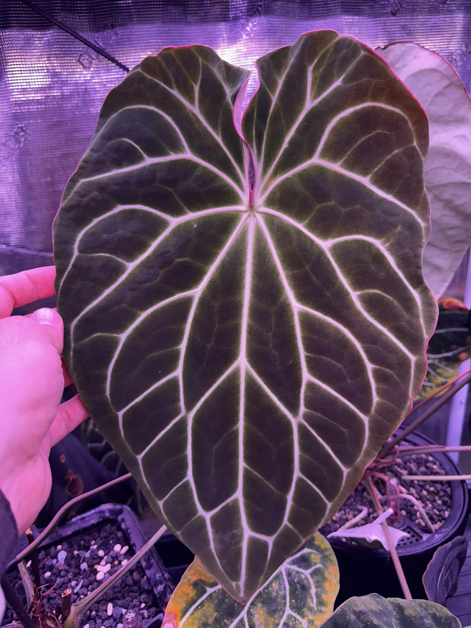 plant/Chocolate x Heinz germinated seed-0