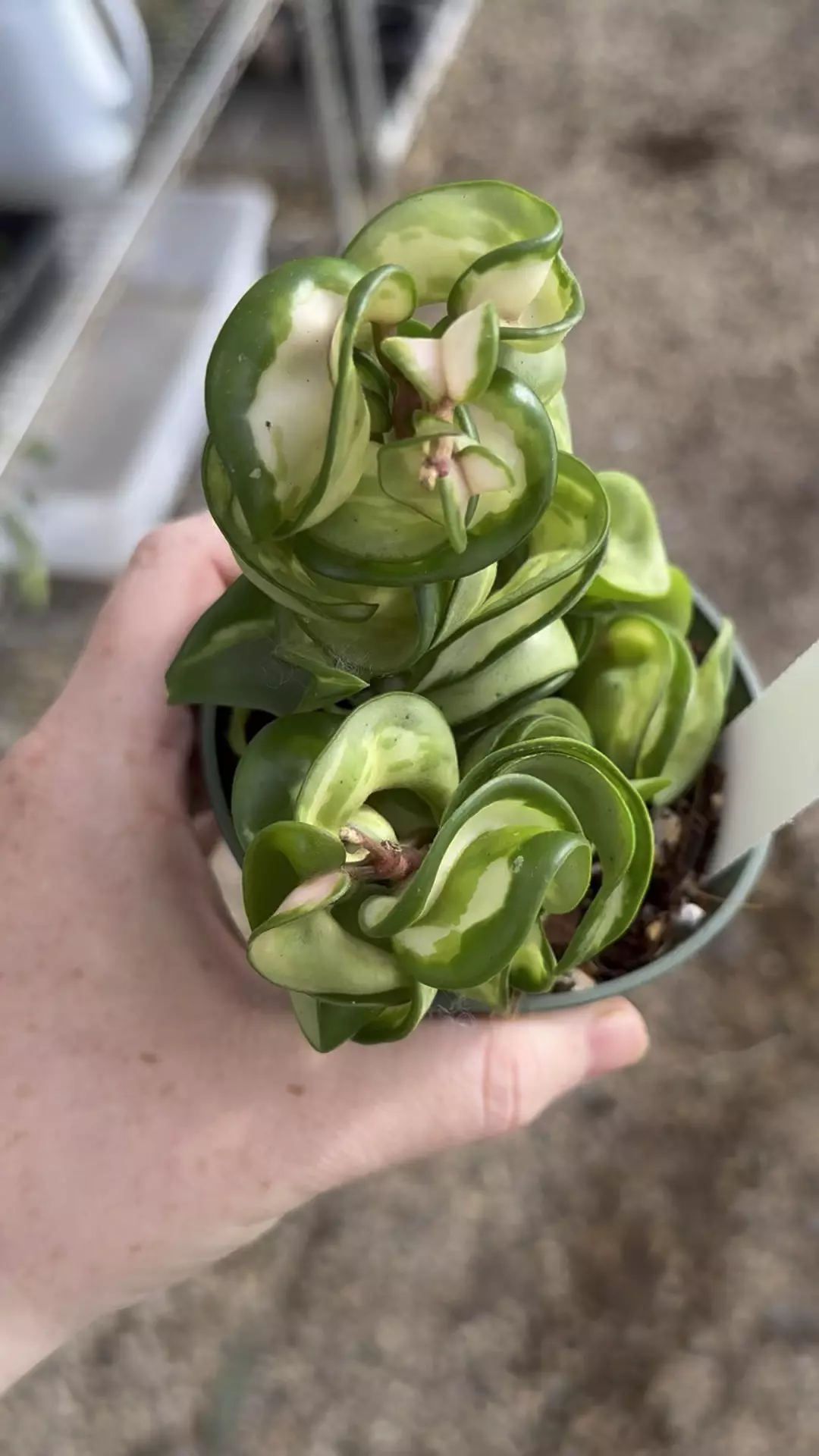 plant/PL2: small two arm Mauna Loa-0