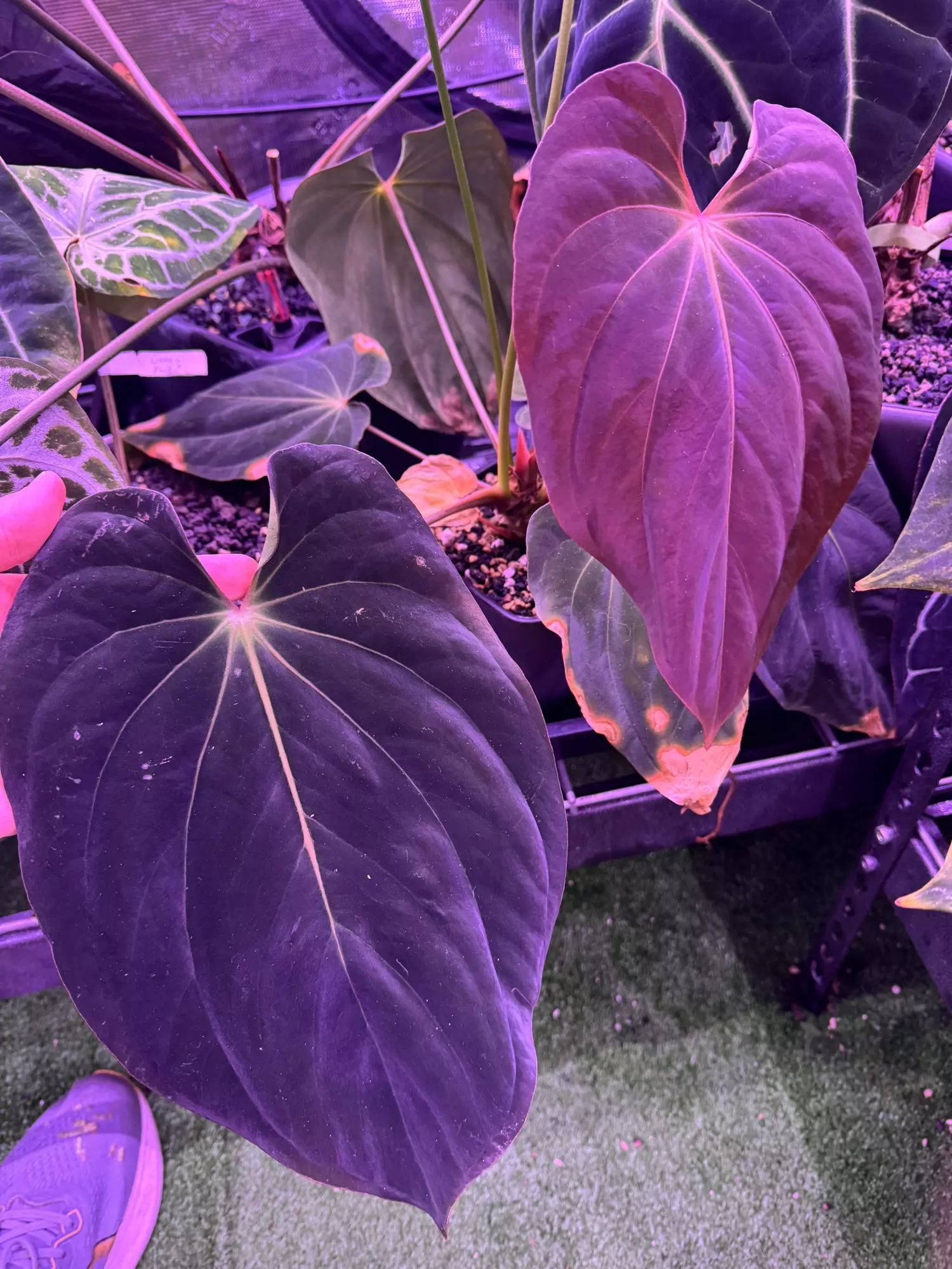 plant/Antolakii RF1 x Dark Star hold back-0