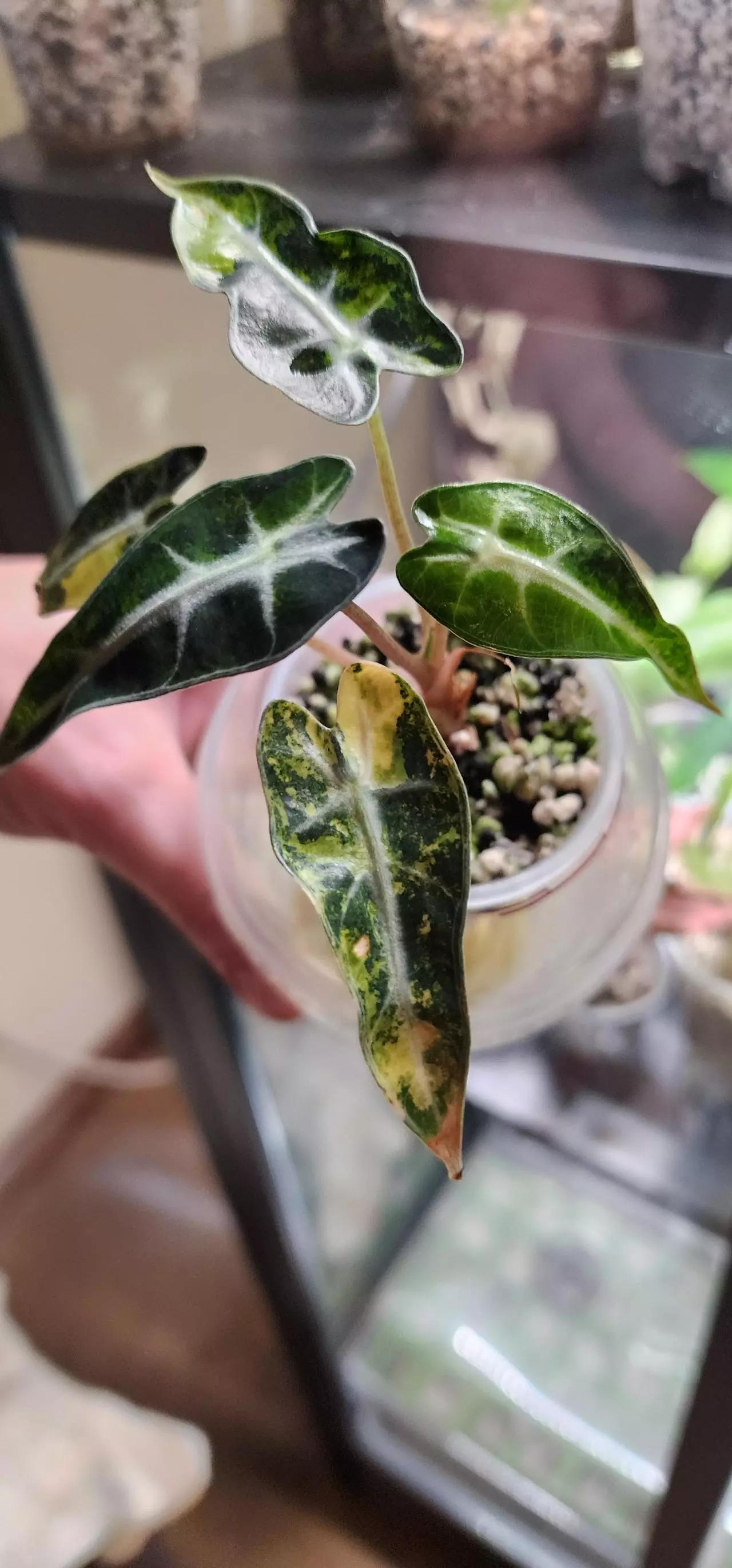 plant/Bambino aurea-1