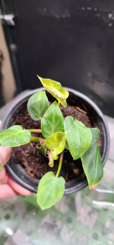 plant/Multi plant pot verigated verrucosum philodendron-1-thumbnail