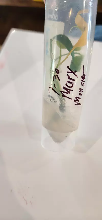 plant/Burle marx monstera tc-0-thumbnail