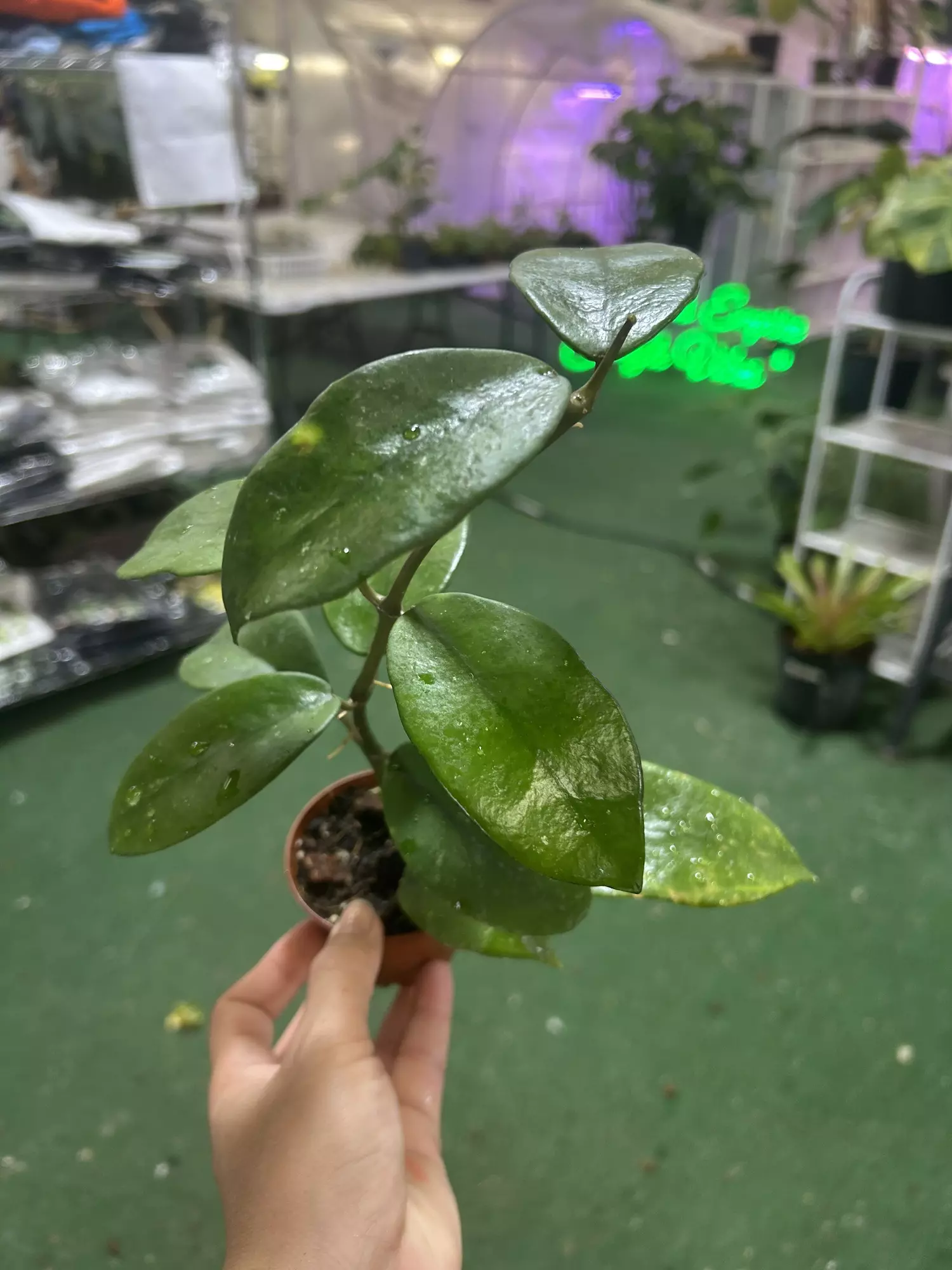 plant/Hoya diversifolia 4”-0